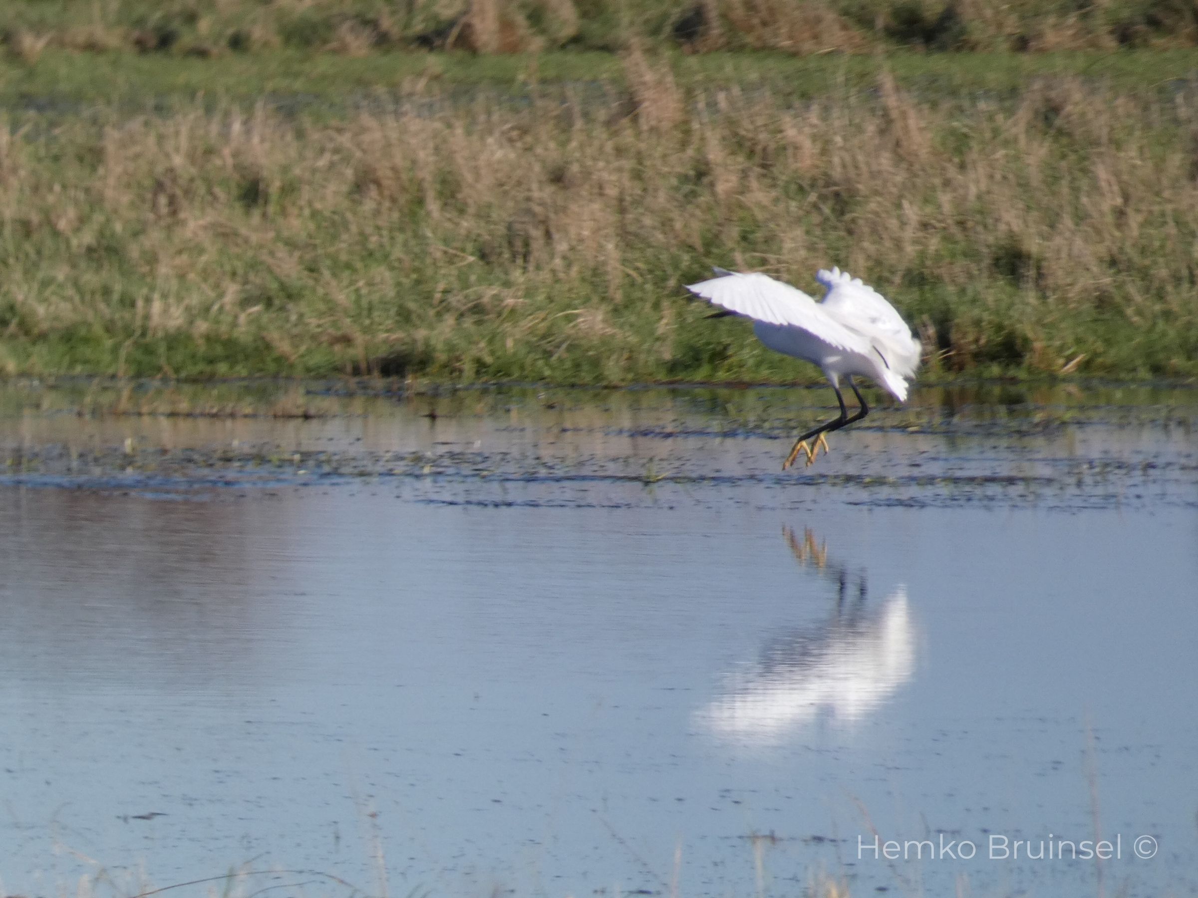 Aigrette garzette - Barre-de-Monts