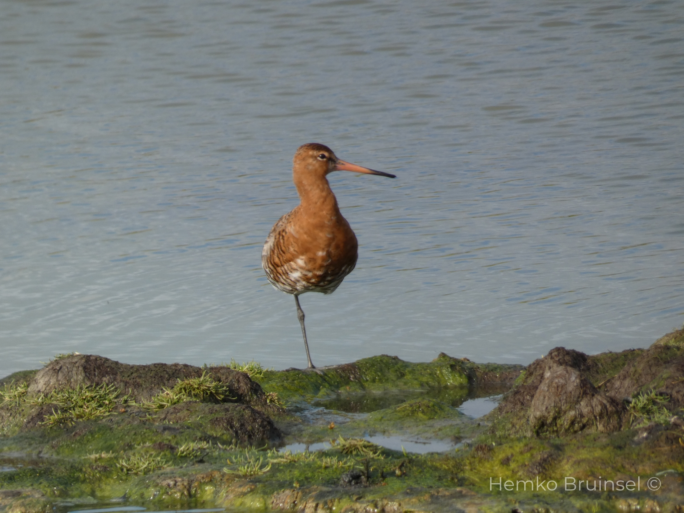 Barge à queue noire 2 — Limosa limosa — Bouin, Vendée, France