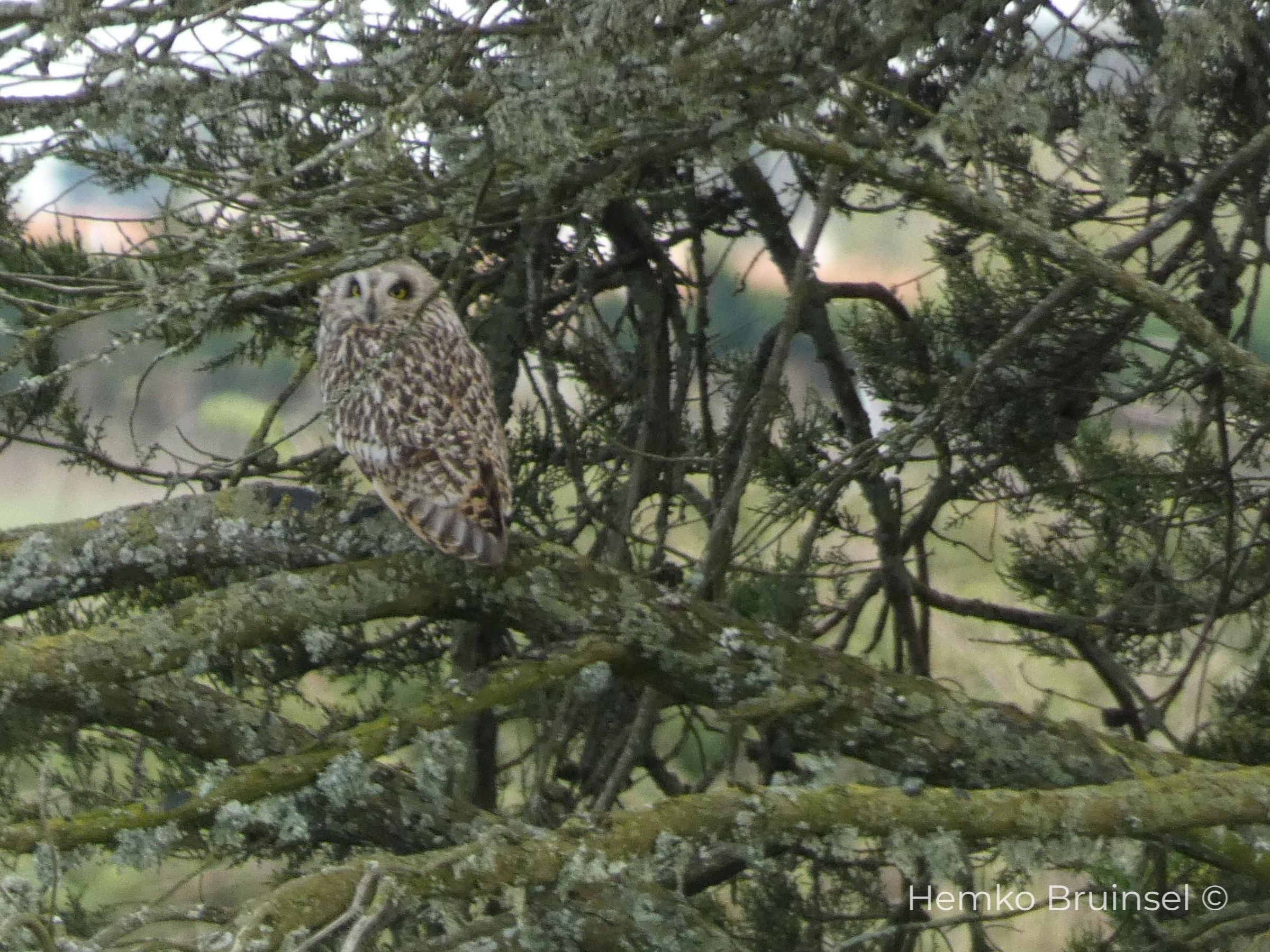 Hibou moyen-duc (Ransuil, Long-eared Owl) — Asio otus — Beauvoir-sur-Mer, Vendée, France