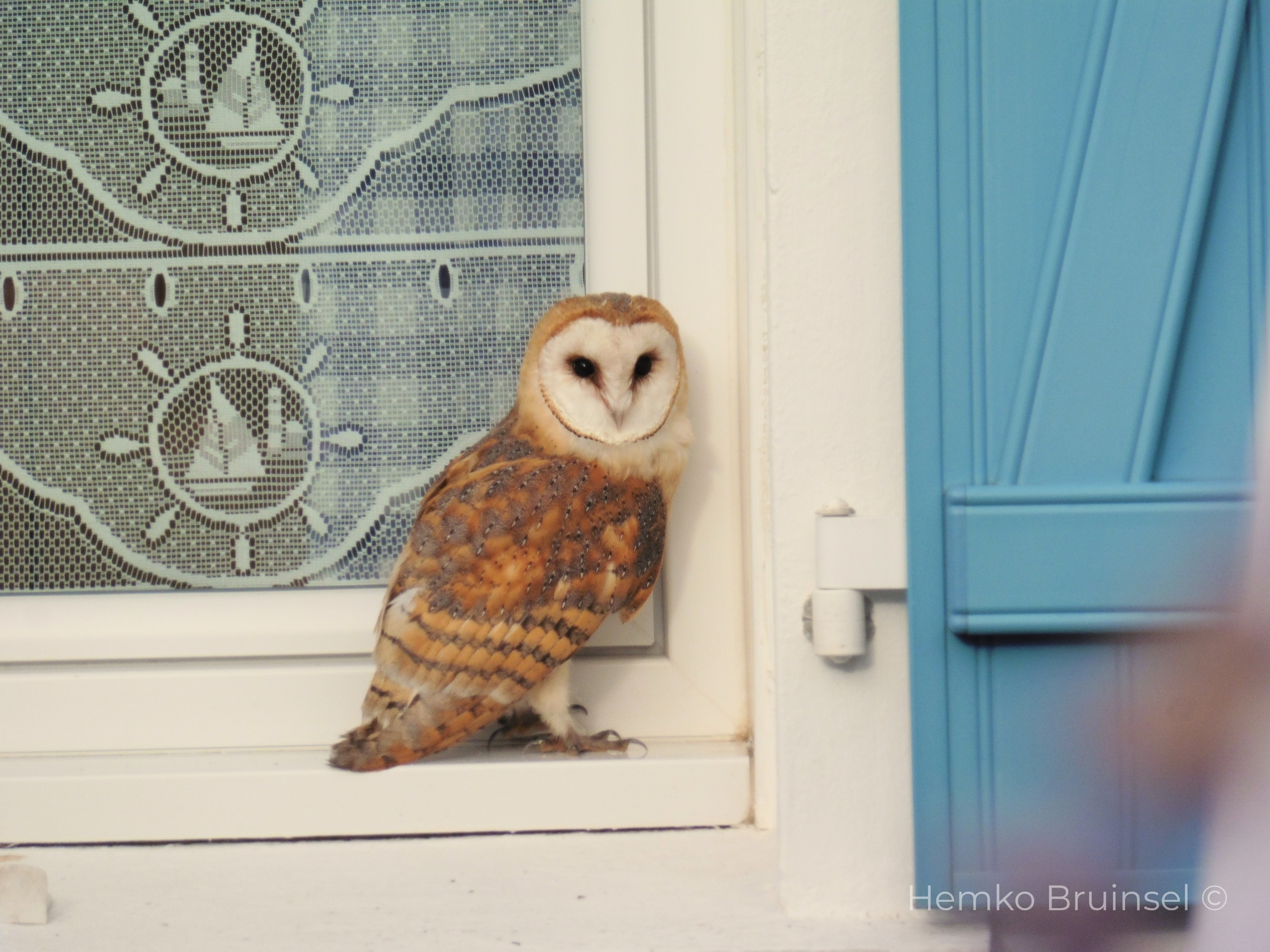 Effraie des clochers (Kerkuil, Barn Owl) — Tyto alba — Beauvoir-sur-Mer, Vendée, France