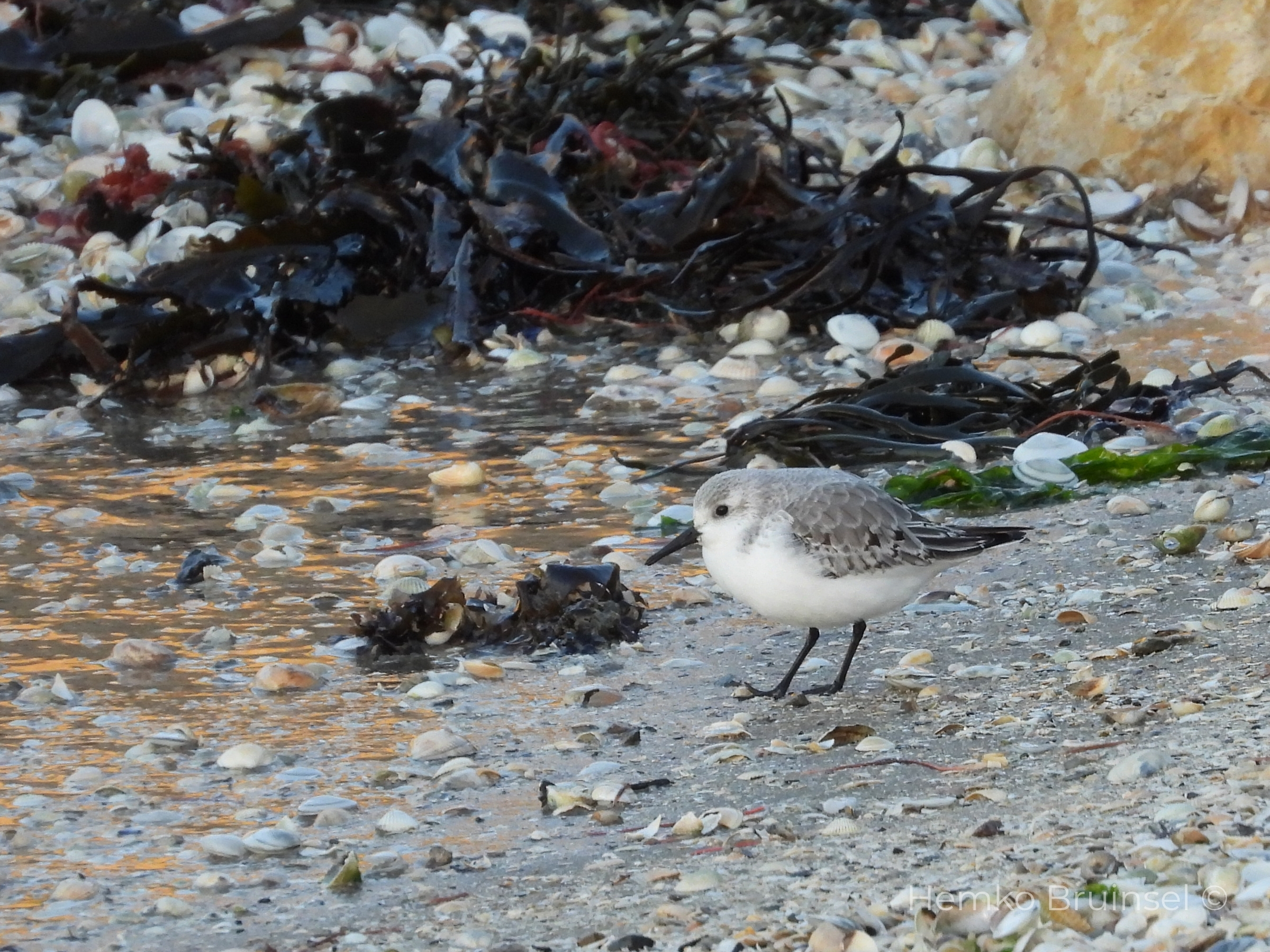 Bécasseau sanderling Beauvoir-Sur-Mer