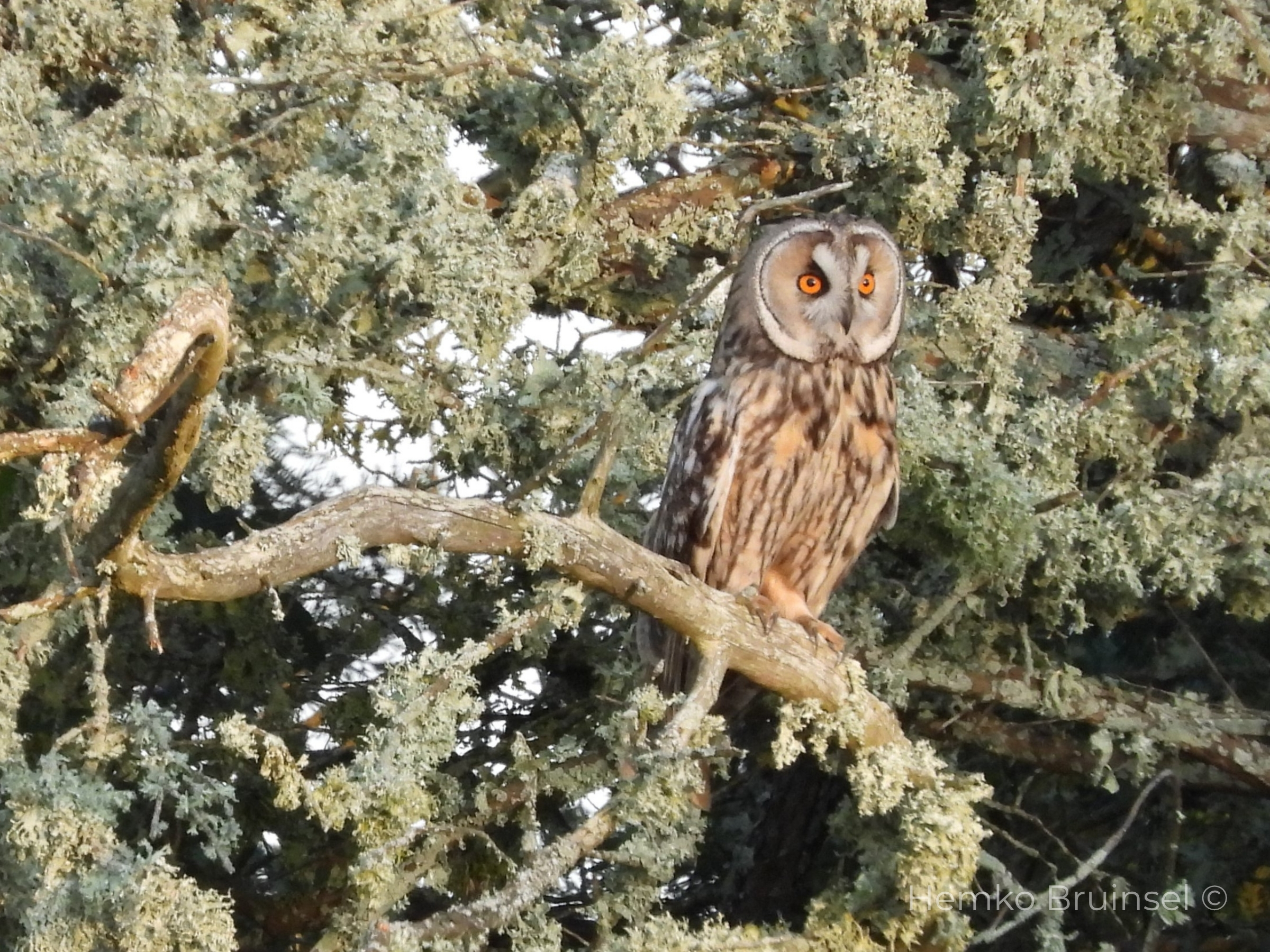 Hibou moyen-duc (Ransuil, Long-eared Owl) — Asio otus — Bouin, Vendée, France
