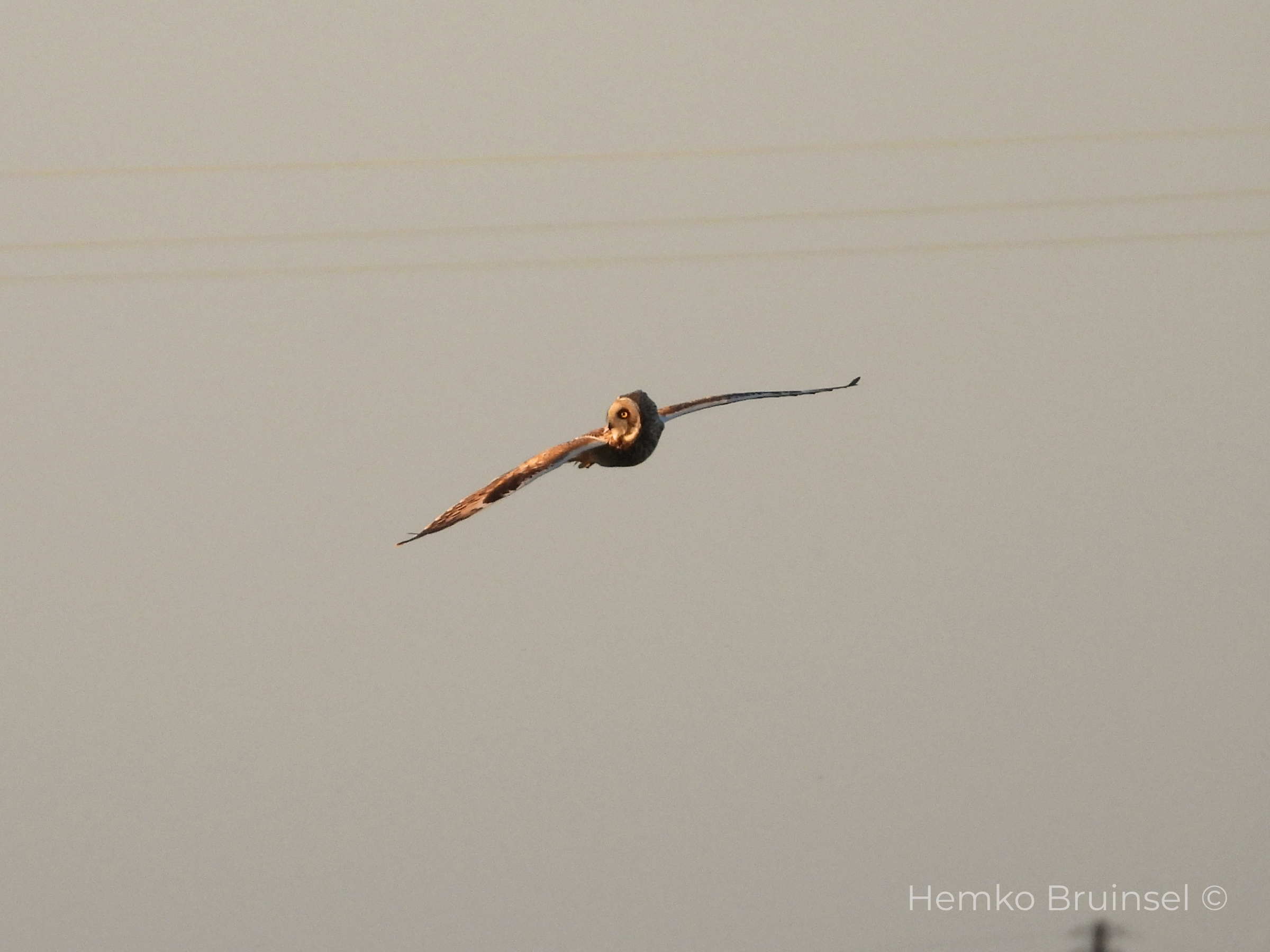 Hibou des marais (Velduil, Short-eared Owl) — Asio flammeus — Bouin, Vendée, France