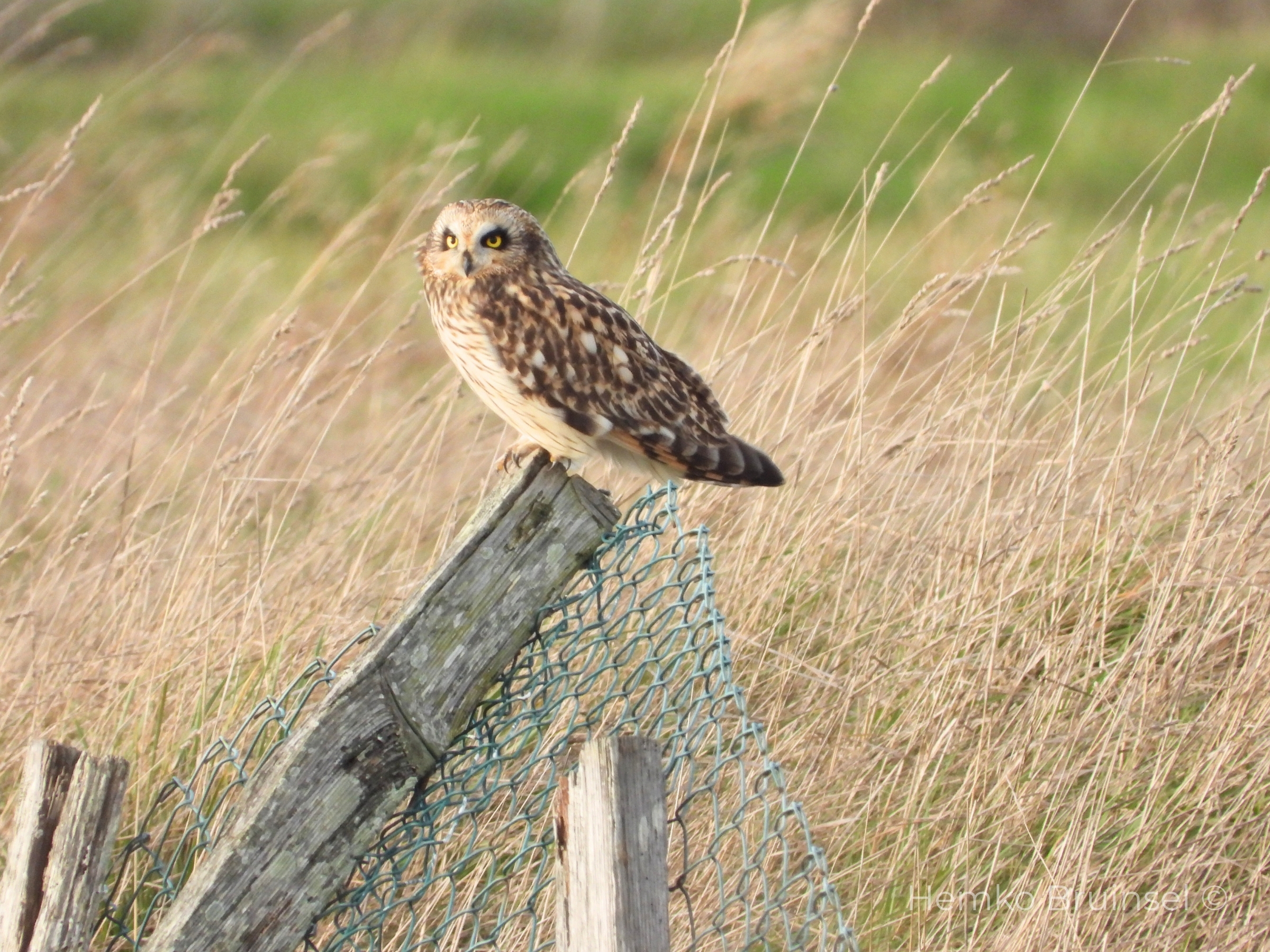 Hibou des marais (Velduil, Short-eared Owl) — Asio flammeus — Bouin, Vendée, France