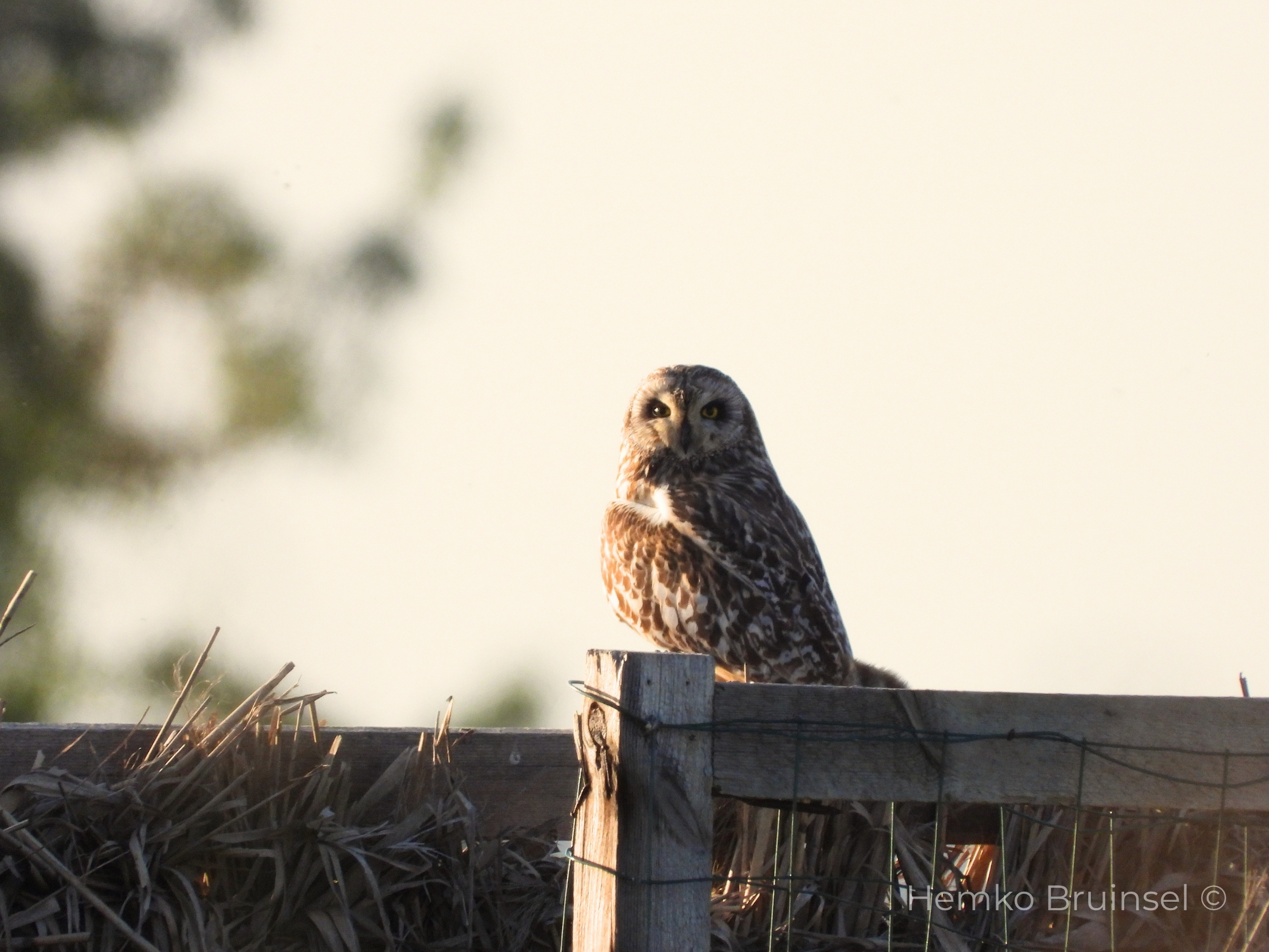 Hibou des marais (Velduil, Short-eared Owl) — Asio flammeus — Bourgneuf-en Retz, Loire-Atlantique, France