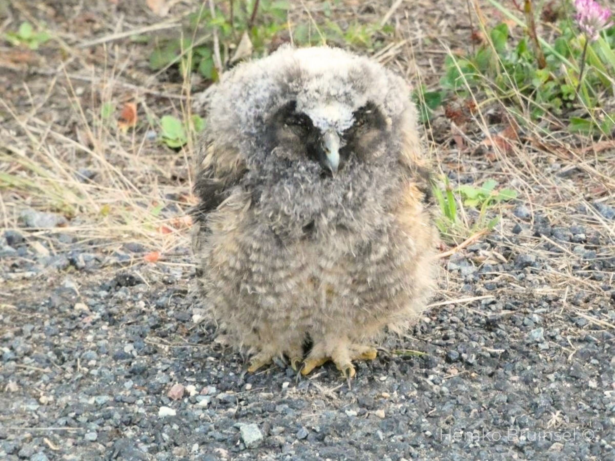 Petit Hibou moyen-duc en Vendée