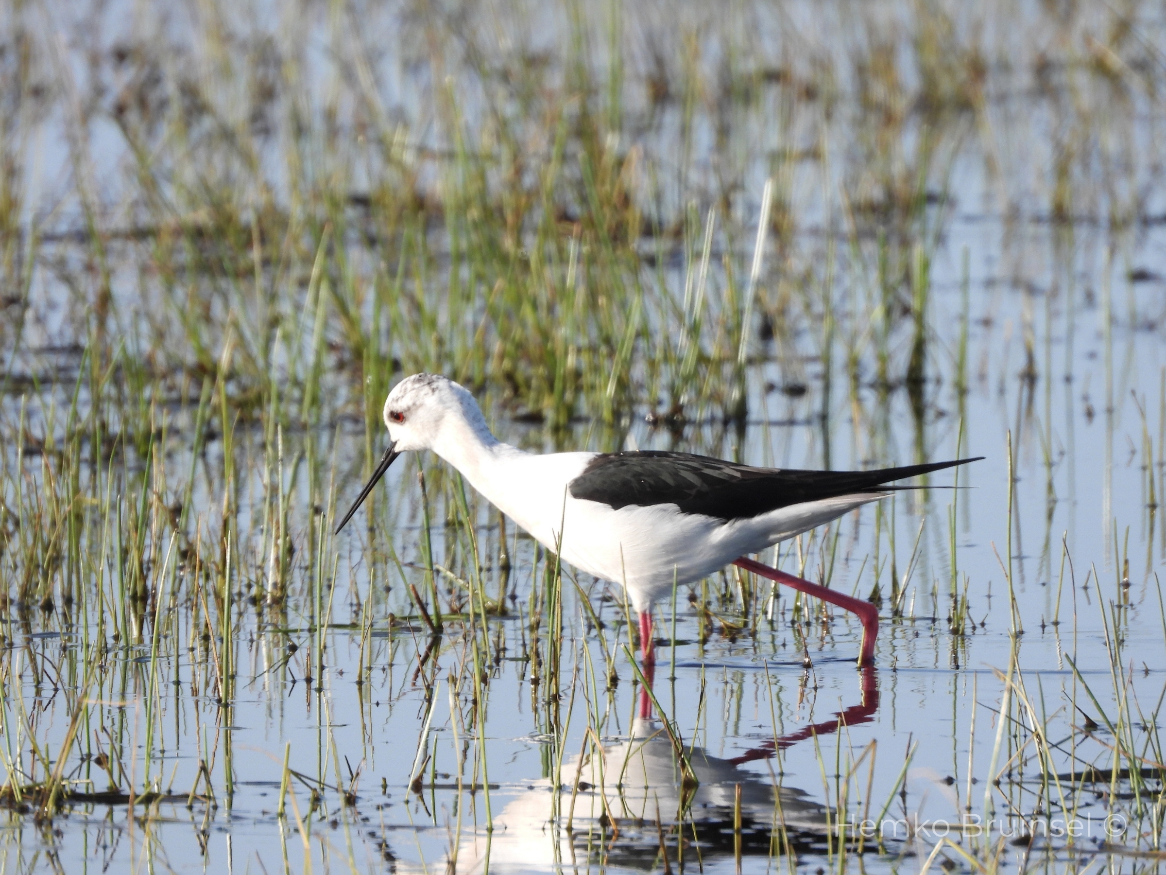 Échasse blanche en Vendée