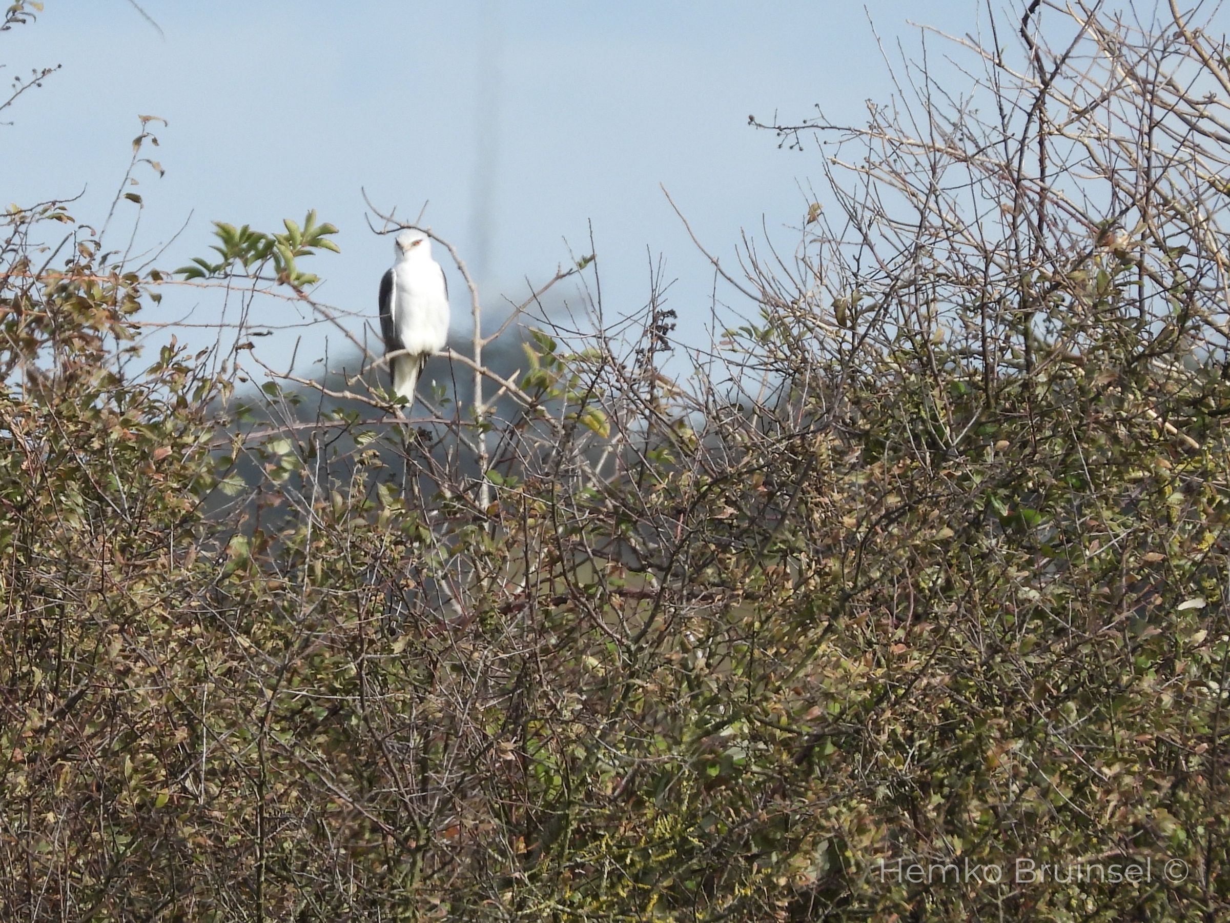 Élanion blanc — Bourgneuf-en-Retz (Grijze Wouw Black-winged Kite — Elanus caeruleus)