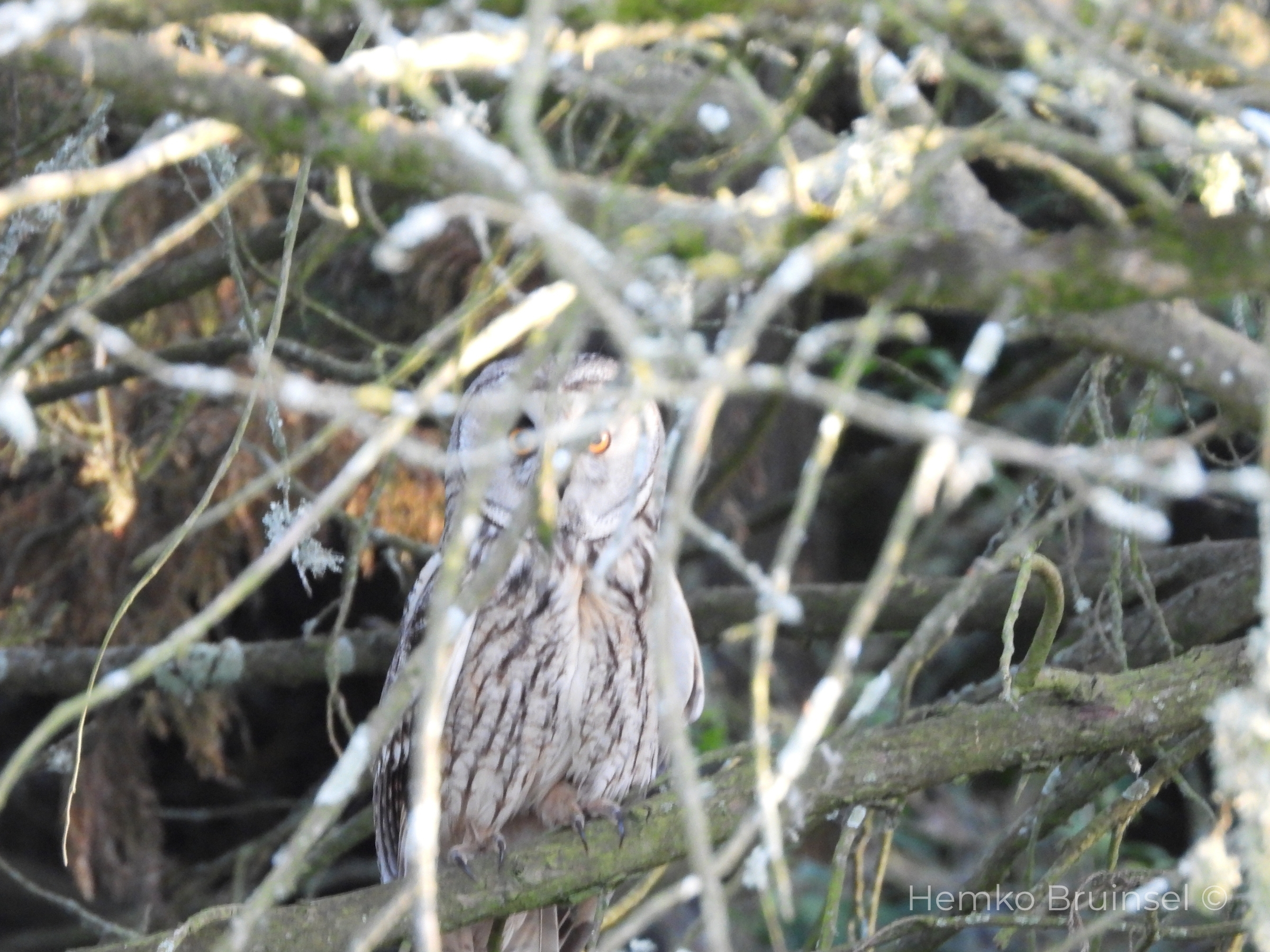 Hibou Moyen Duc — mai 2026 — Photo Hemko Bruinsel