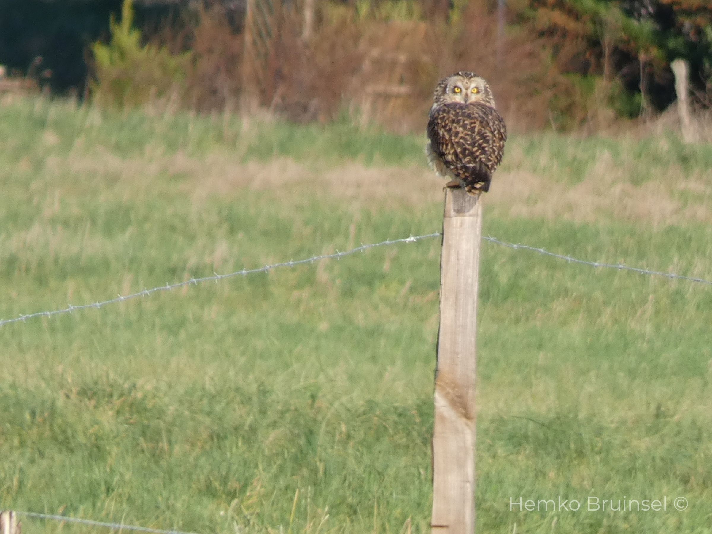 Hibou des marais - Port du Champs