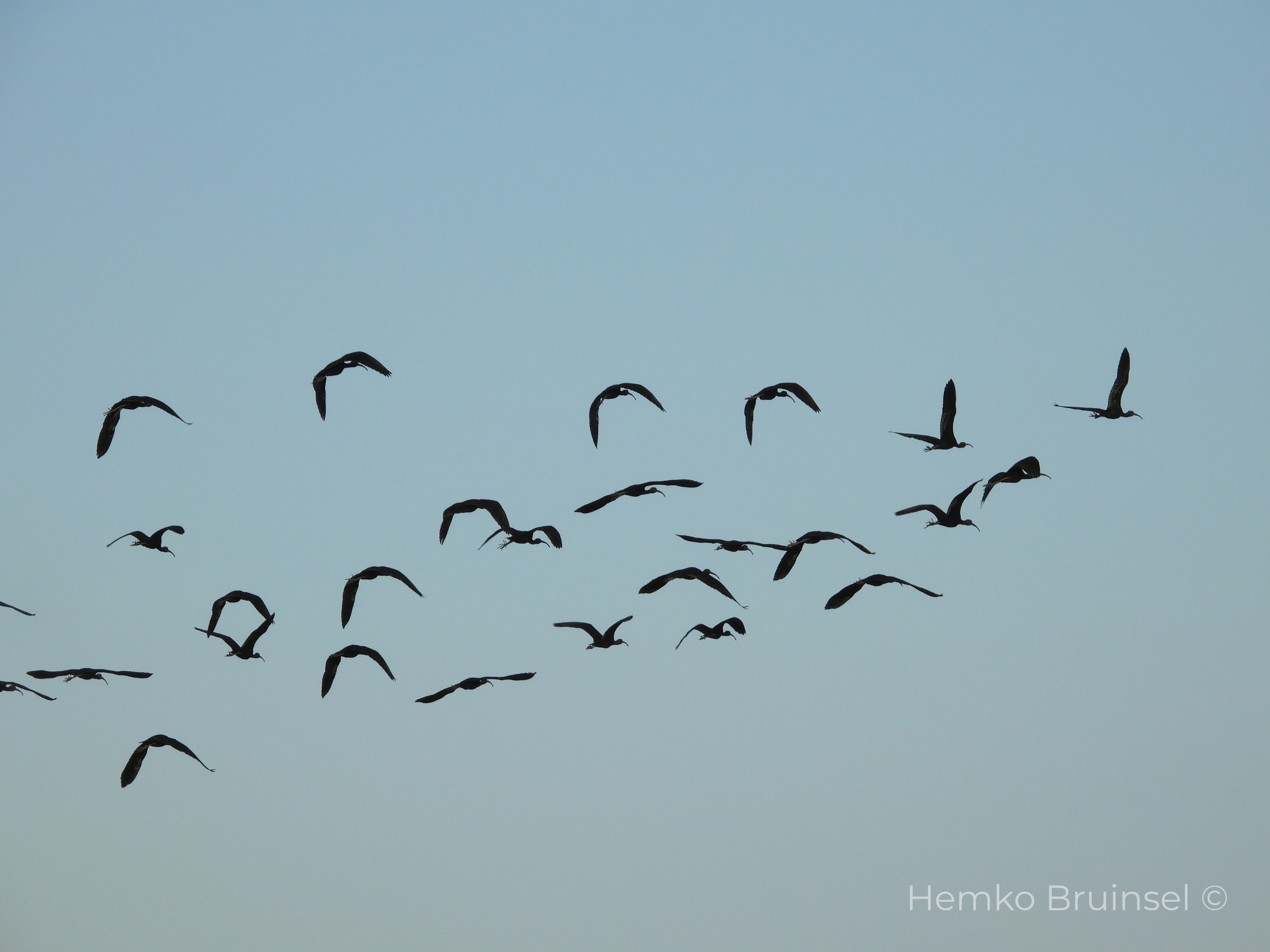 _Ibis falcinelle Zwarte Ibis Glossy Ibis