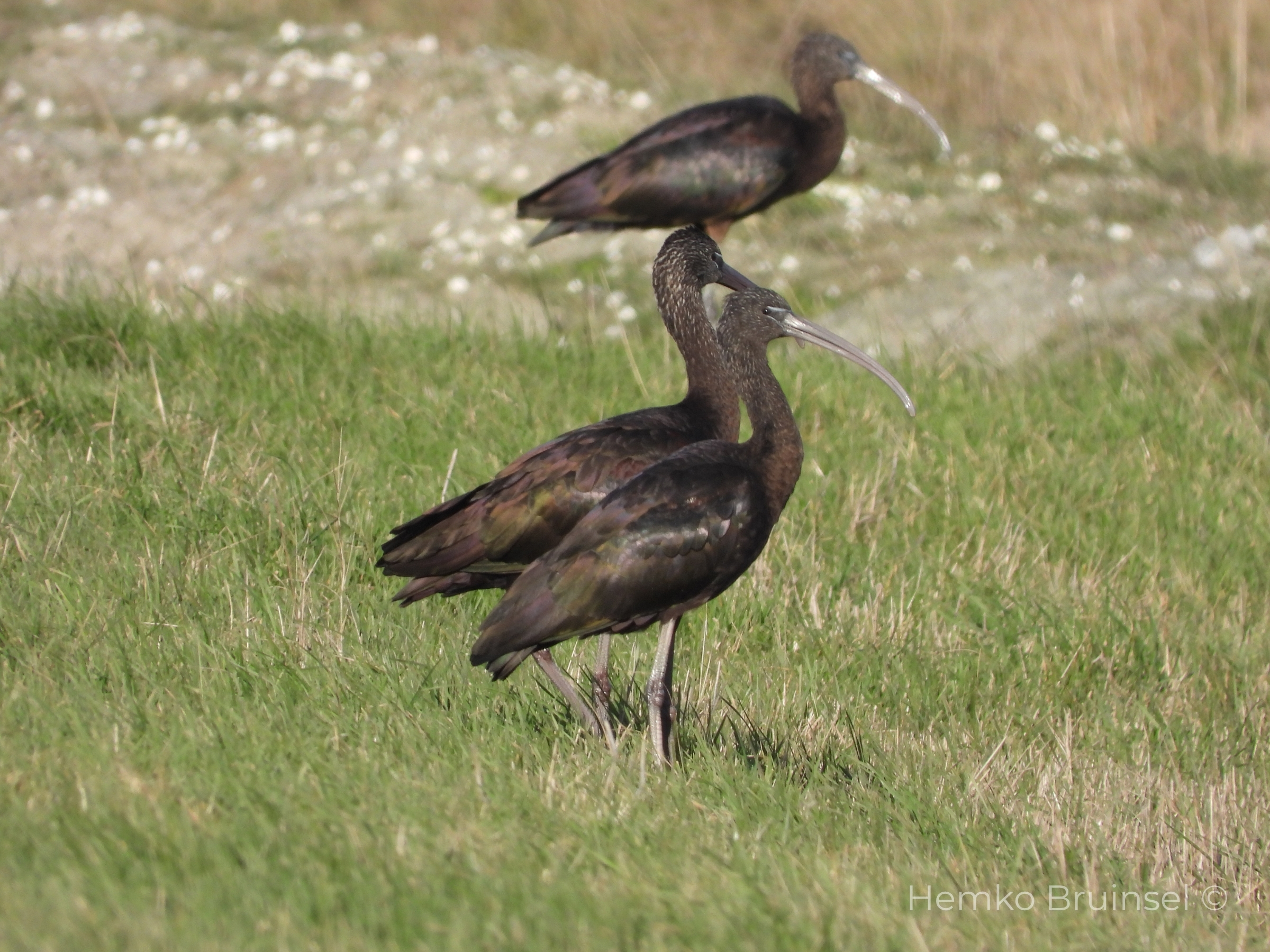 Ibis falcinelle Zwarte Ibis Glossy Ibis — Plegadis falcinellus Bourgneuf-en-Retz