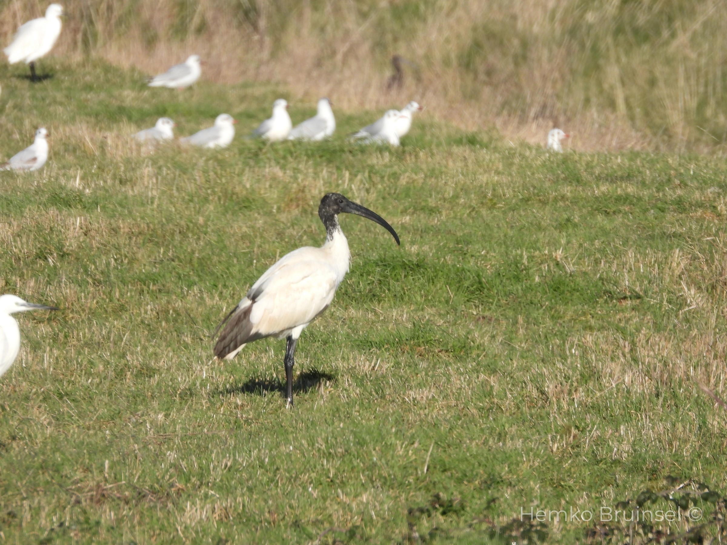 Ibis sacré Heilige Ibis Sacred Ibis — Threskiornis aethiopicus Bourgneuf-en-Retz