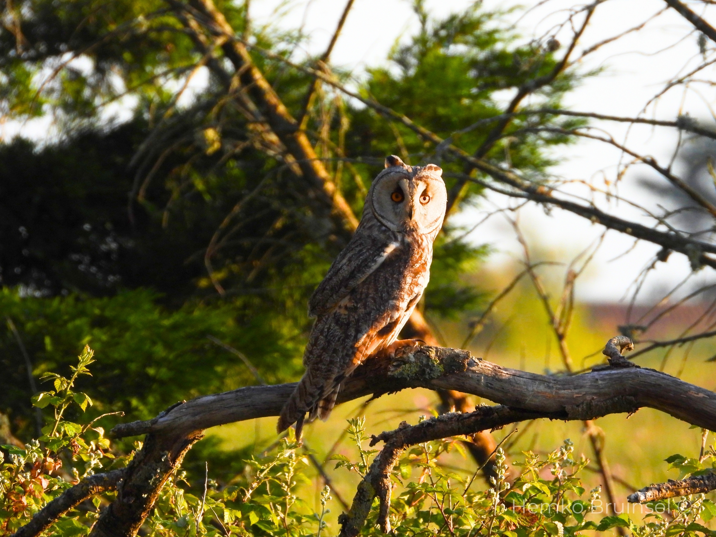 Long-Eared-Owl— mai 2026 — Photo Hemko Bruinsel