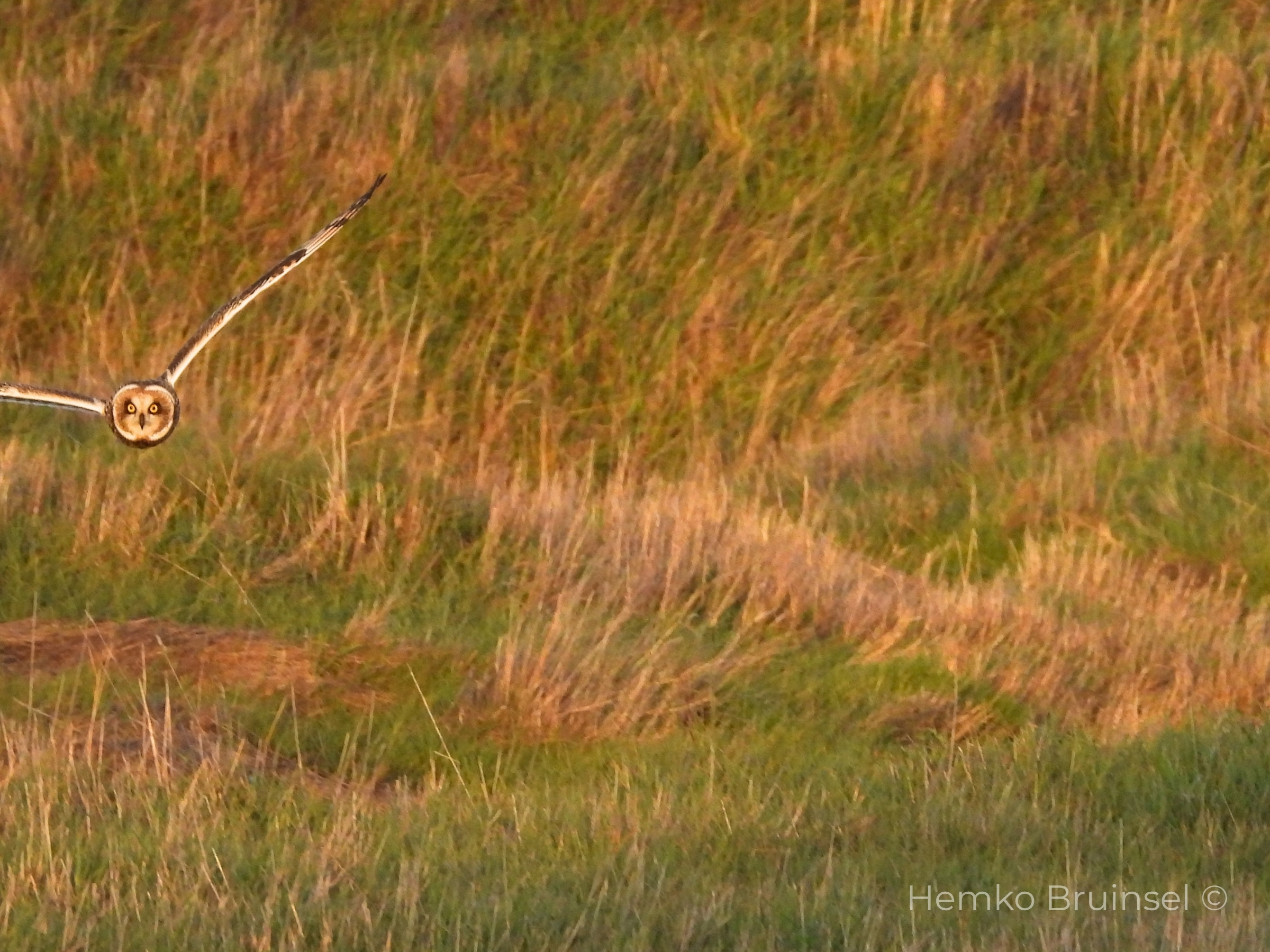 Hibou des marais (Velduil, Short-eared Owl) — Asio flammeus — Port du Champs, Vendée, France