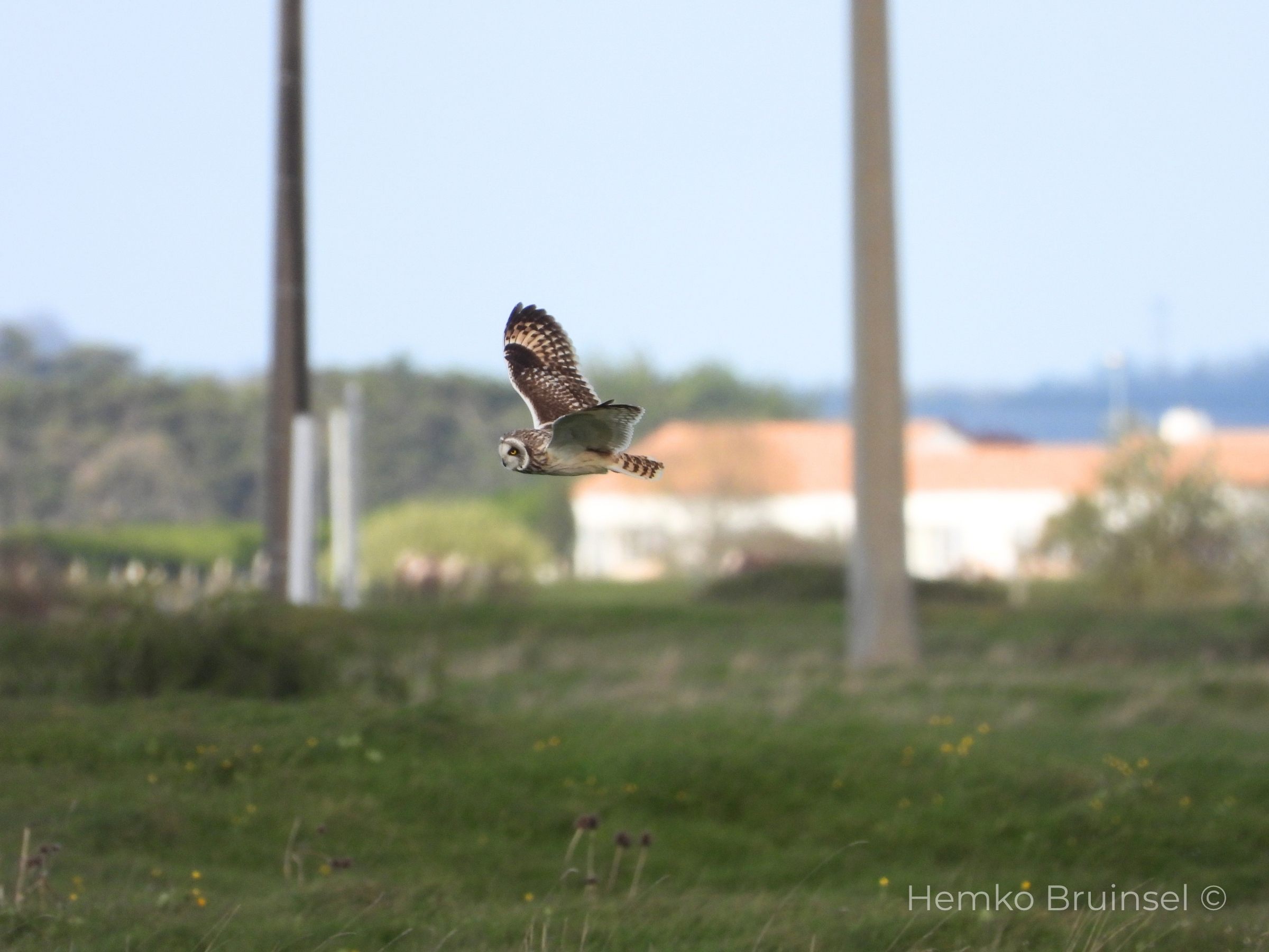 Hibou des marais (Velduil, Short-eared Owl) — Asio flammeus — Bouin, Vendée, France