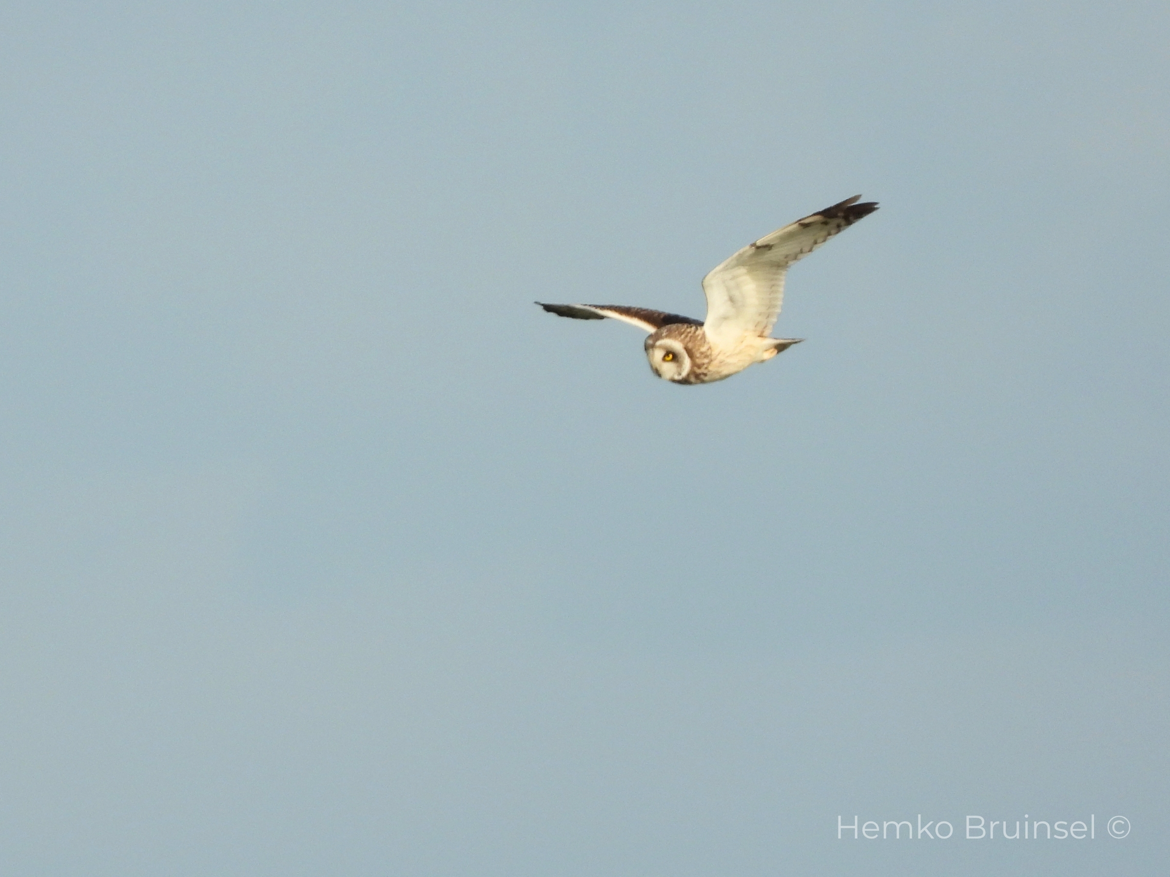 Hibou des marais (Velduil, Short-eared Owl) — Asio flammeus — Port du Champs, Vendée, France