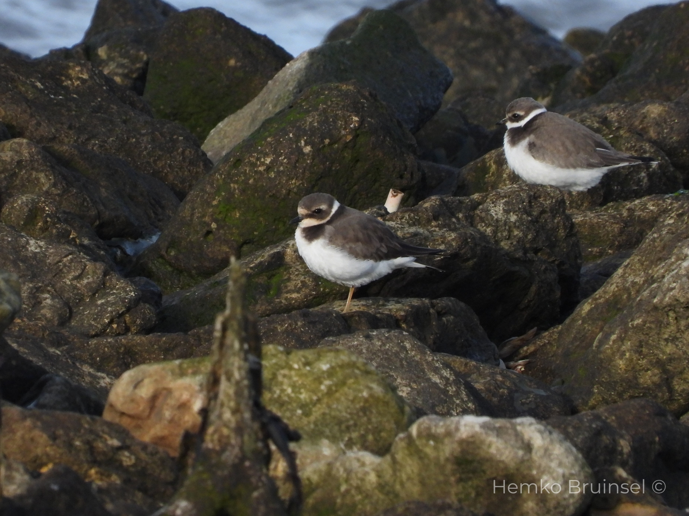 Grand Gravelot (Bontbekplevier, Common Ringed Plover) — Charadrius hiaticula — Port du Bec, Vendée, France