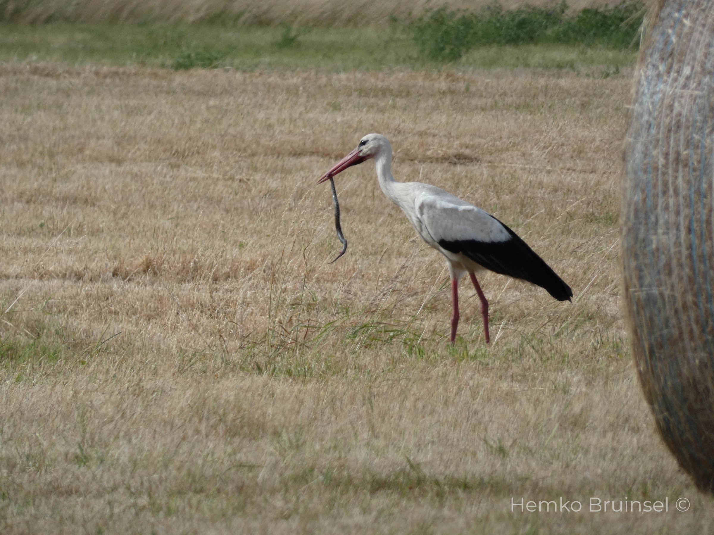 Cigogne blanche (Ooievaar, White Stork) — Ciconia ciconia — Beauvoir-Sur-Mer, Vendée, France