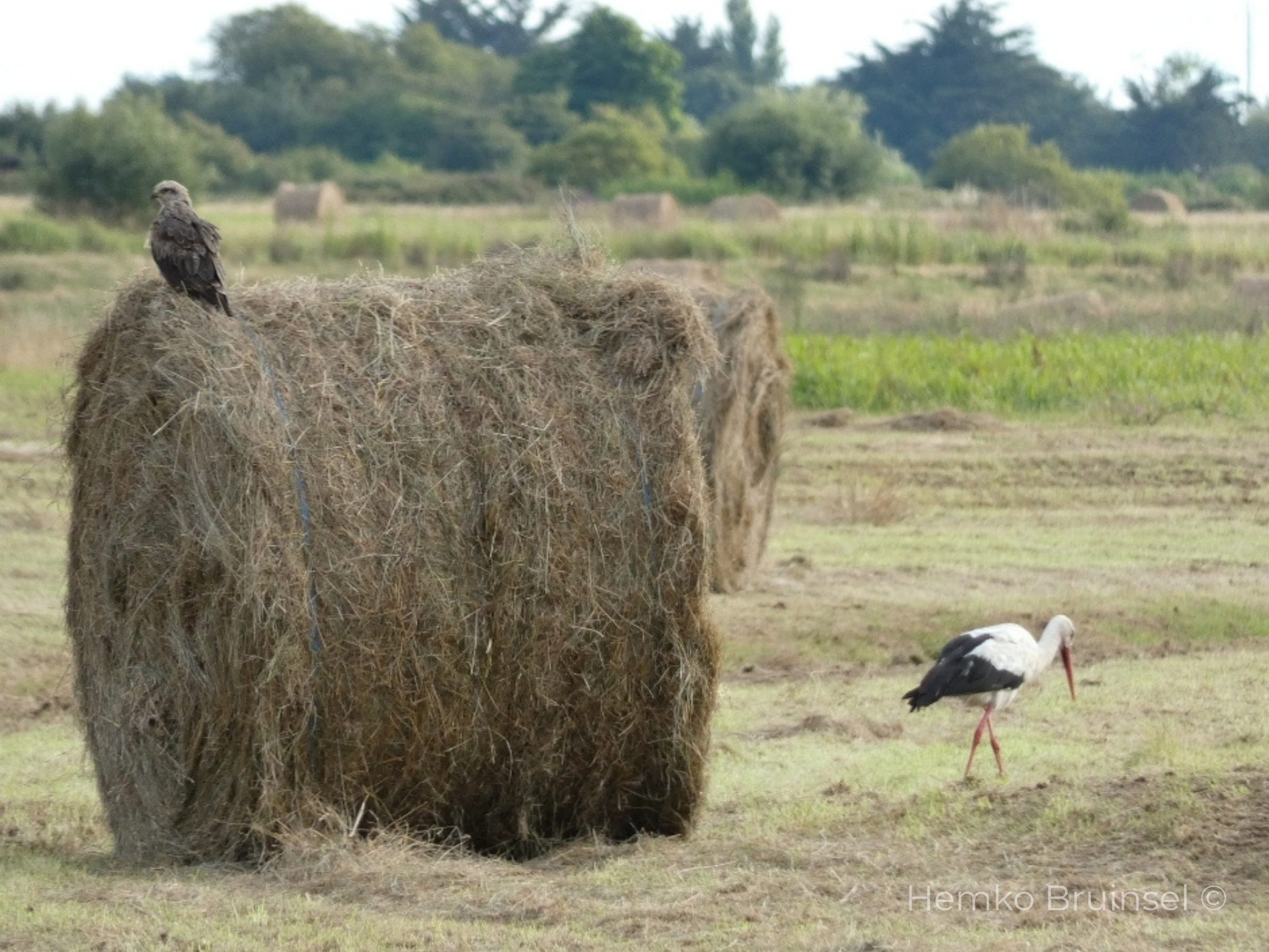 Cigogne blanche (Ooievaar, White Stork) — Ciconia ciconia — Bouin, Vendée, France