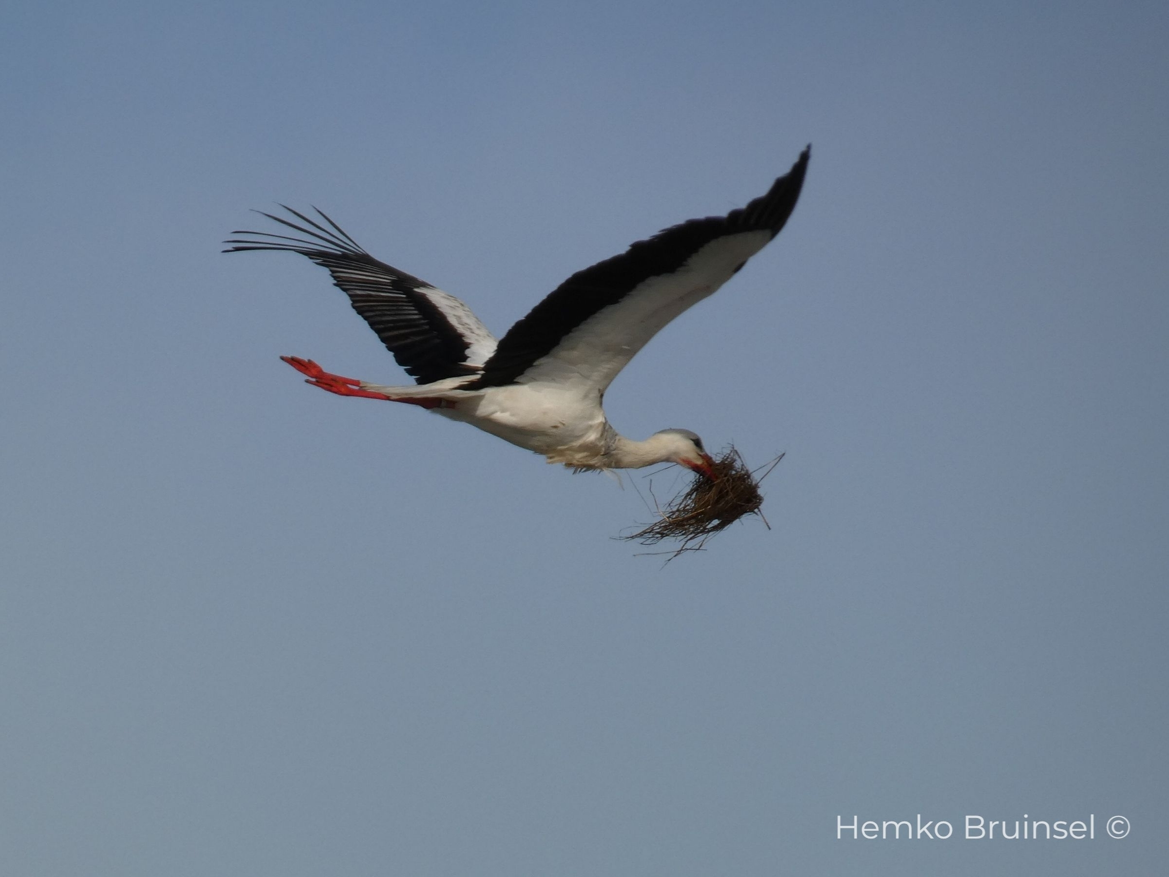 Cigogne blanche (Ooievaar, White Stork) — Ciconia ciconia — Chateauneuf, Vendée, France