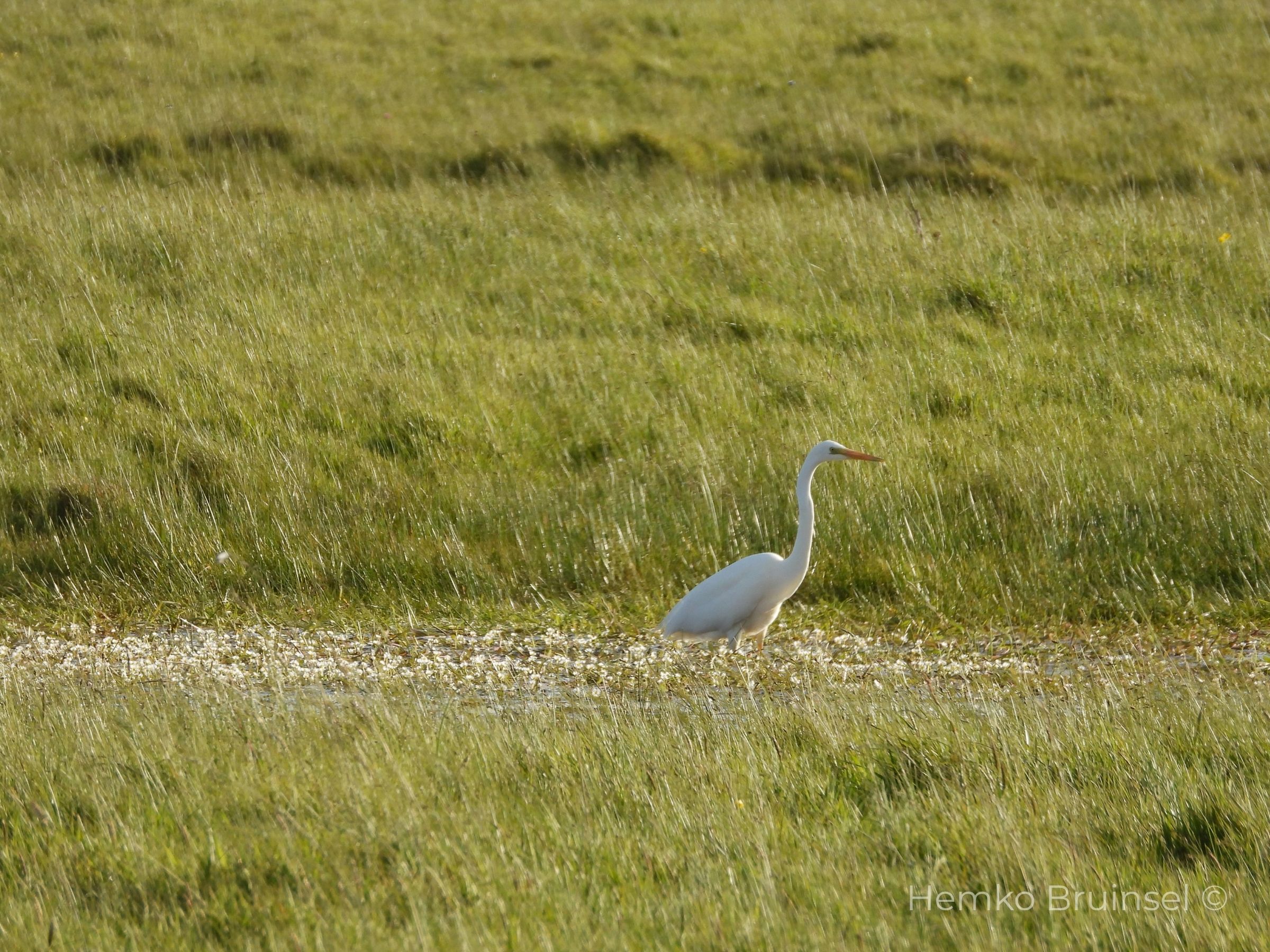Grande Aigrette (Grote zilverreiger, Great Egret) — Ardea alba — [Locatie], Vendée, France