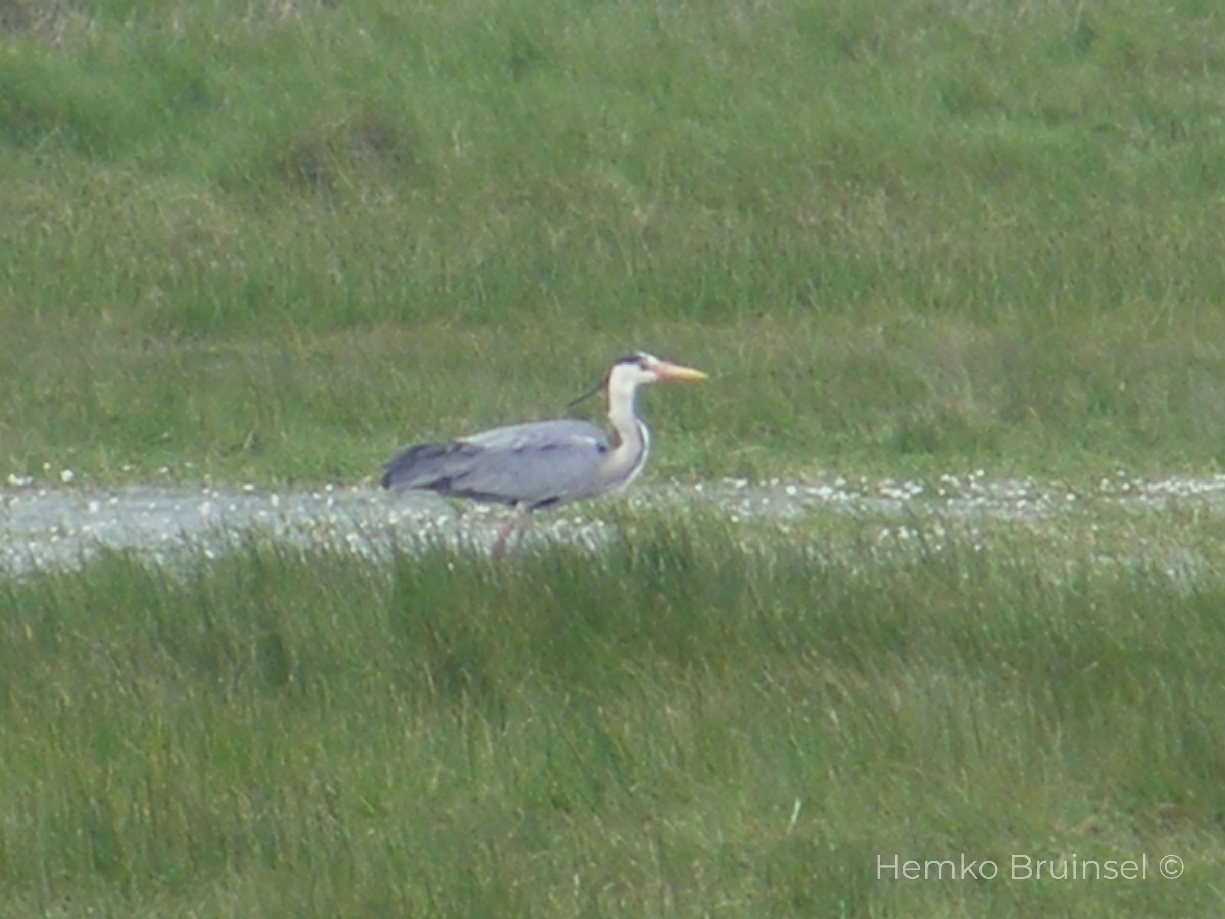 Héron cendré (Blauwe reiger, Grey Heron) — Ardea cinerea — Beauvoir-Sur-Mer, Vendée, France