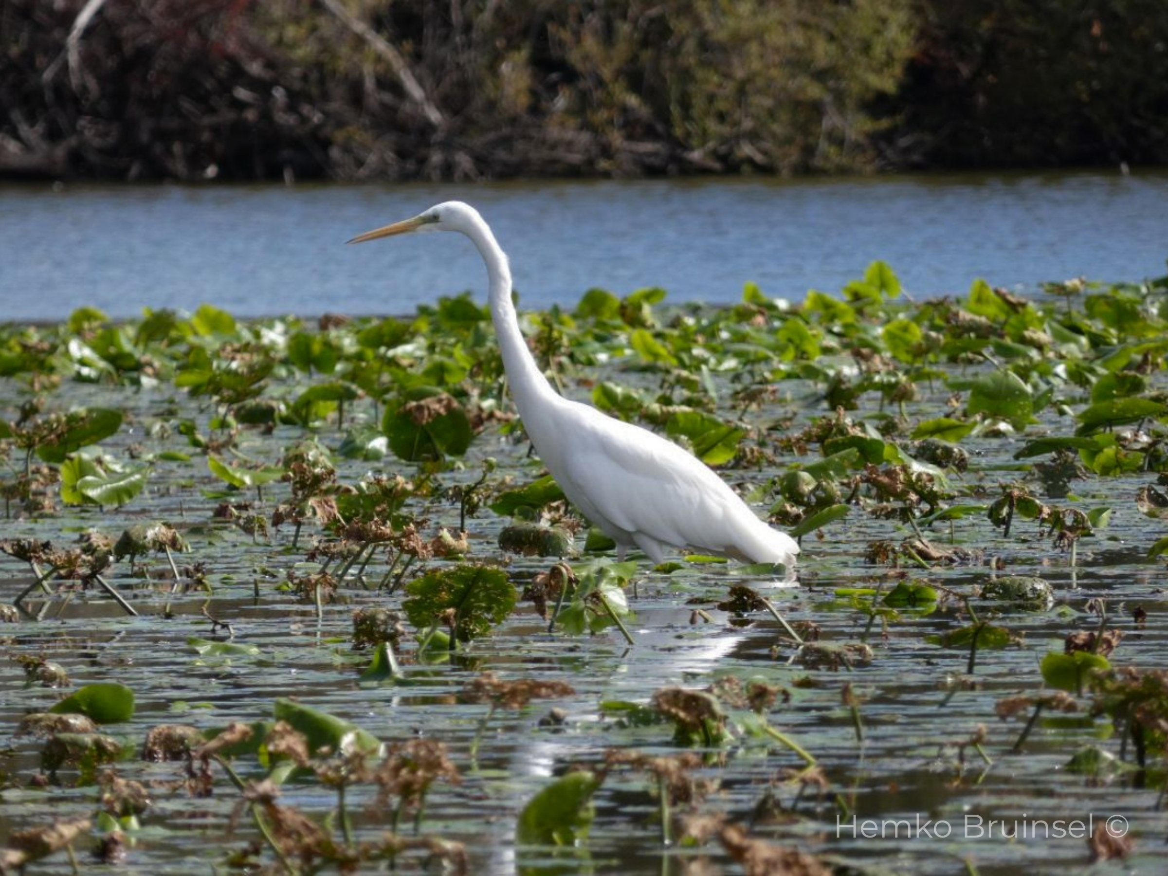 Héron cendré (Blauwe reiger, Grey Heron) — Ardea cinerea — Réserve Naturelle du Lac de Grand-Lieu, Loire-Atlantique, France