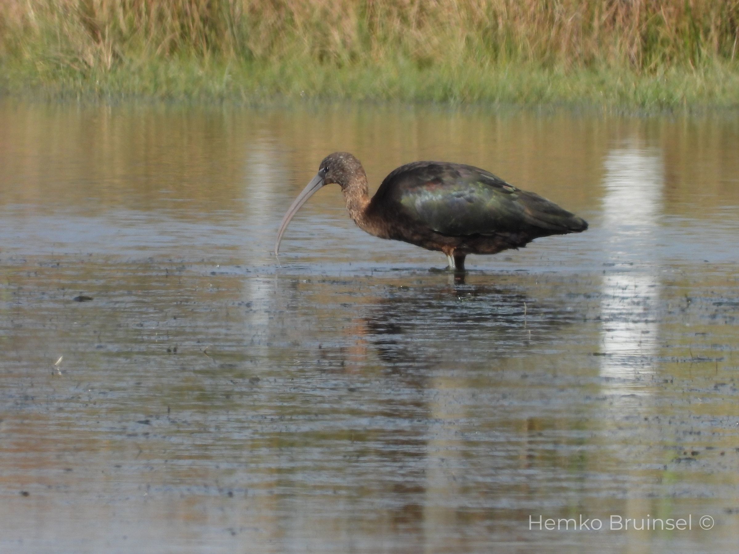 Ibis falcinelle Zwarte Ibis Glossy Ibis — Plegadis falcinellus Bouin