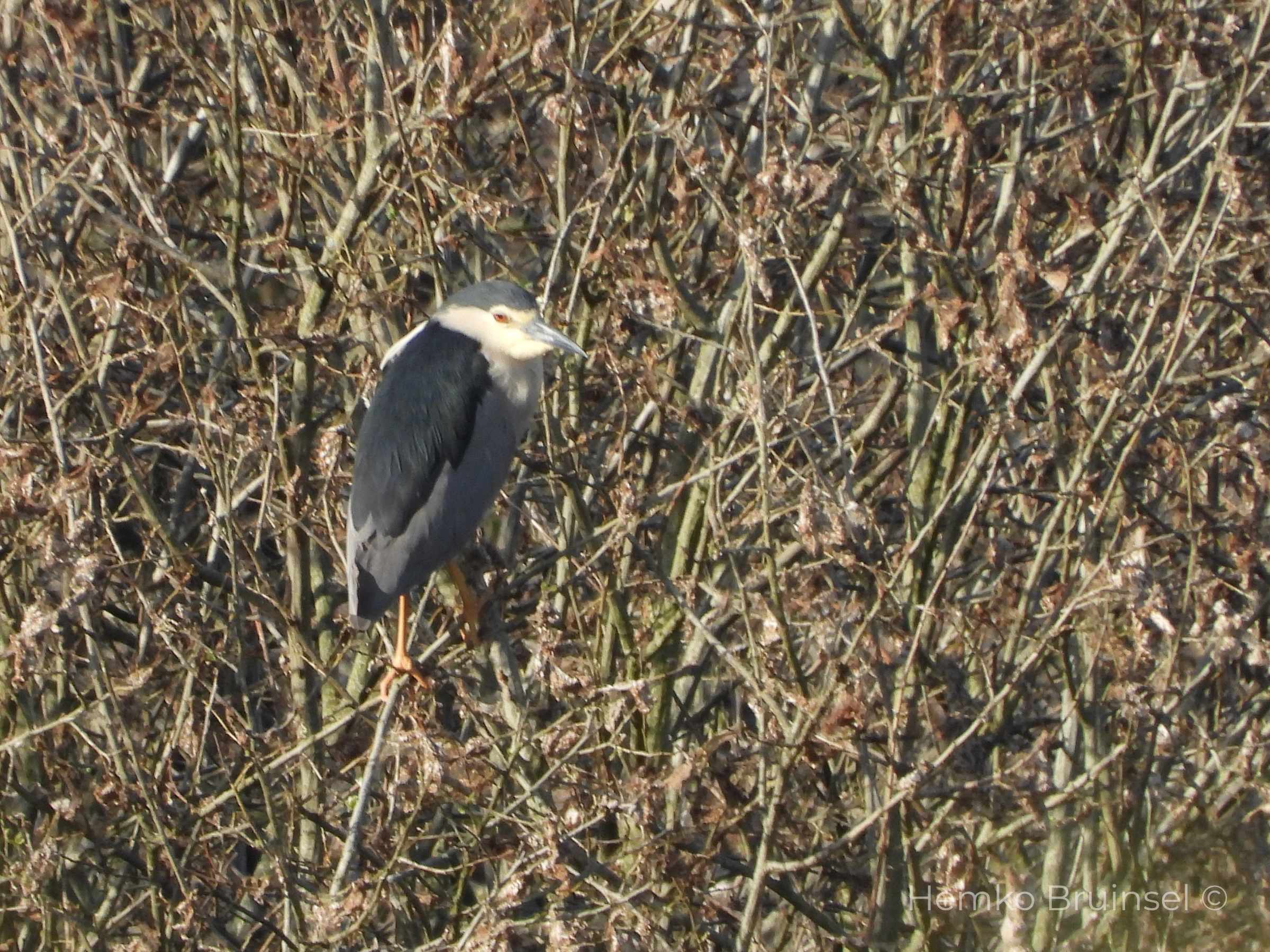 Bihoreau gris (Kwak, Black-crowned Night Heron) — Nycticorax nycticorax — Bouin, Vendée, France