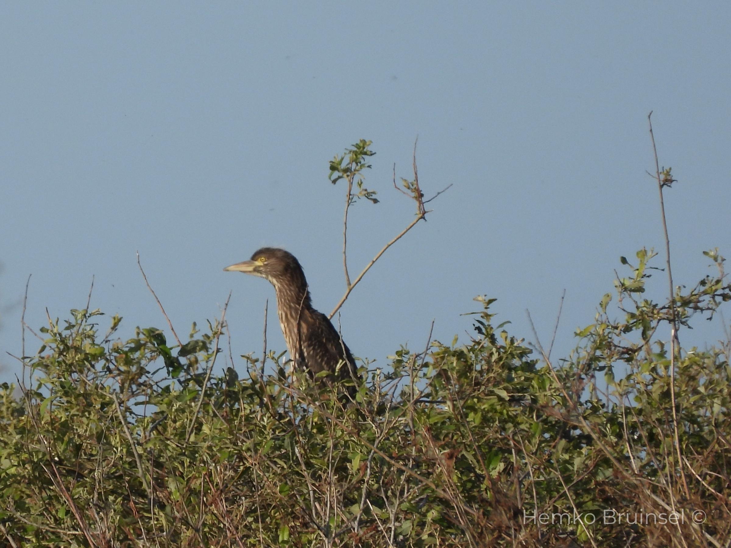 Bihoreau gris (Kwak, Black-crowned Night Heron) — Nycticorax nycticorax — Machecoul, Loire-Atlantique, France