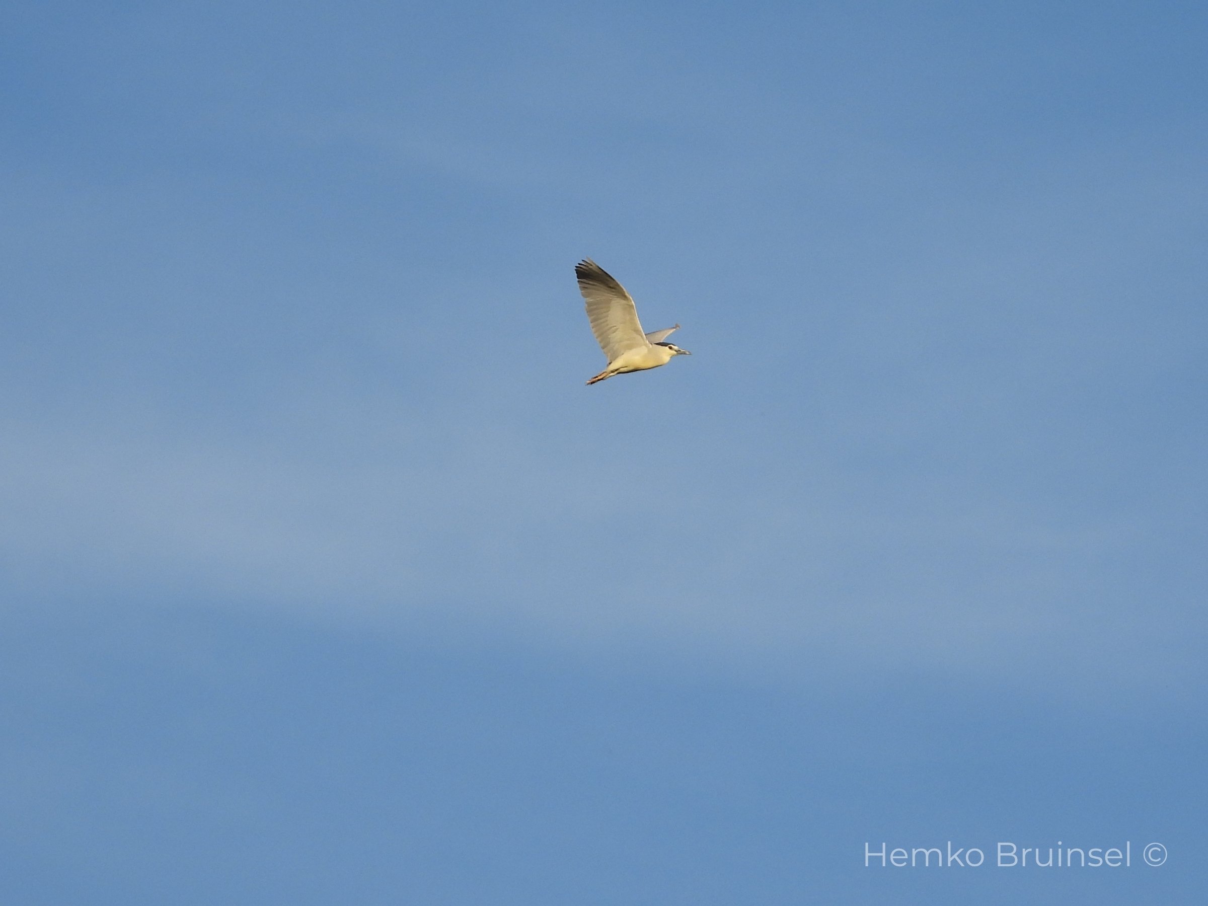 Bihoreau gris (Kwak, Black-crowned Night Heron) — Nycticorax nycticorax — Bouin, Vendée, France