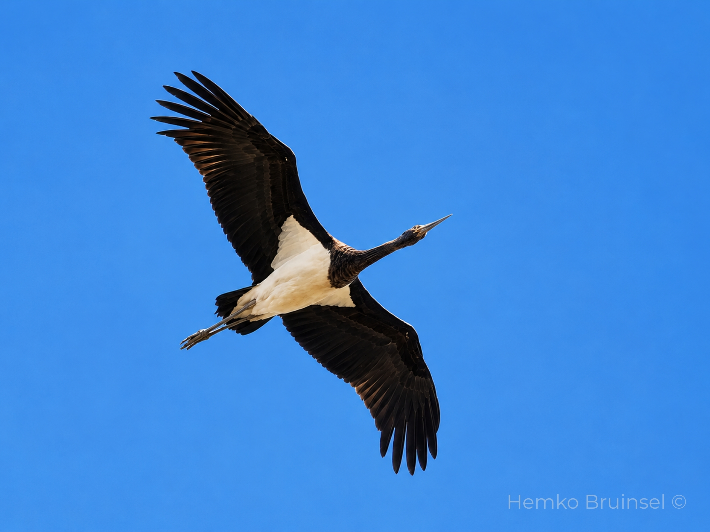 Cigogne noire (Zwarte ooievaar, Black Stork) — Ciconia nigra — Soullans, Vendée, France