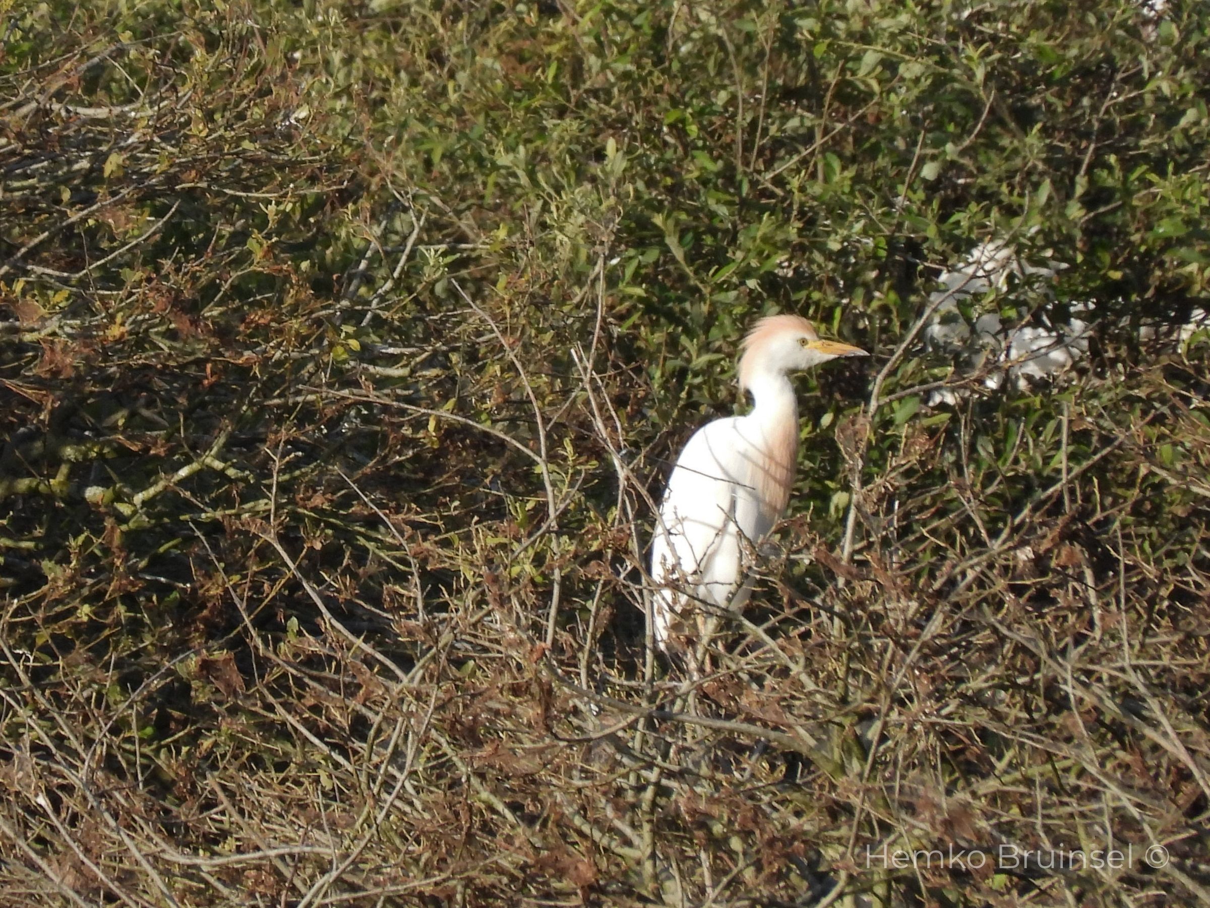 Héron garde-bœuf (Koereiger, Cattle Egret) — Bubulcus ibis — Machecoul, Loire-Atlantique, France