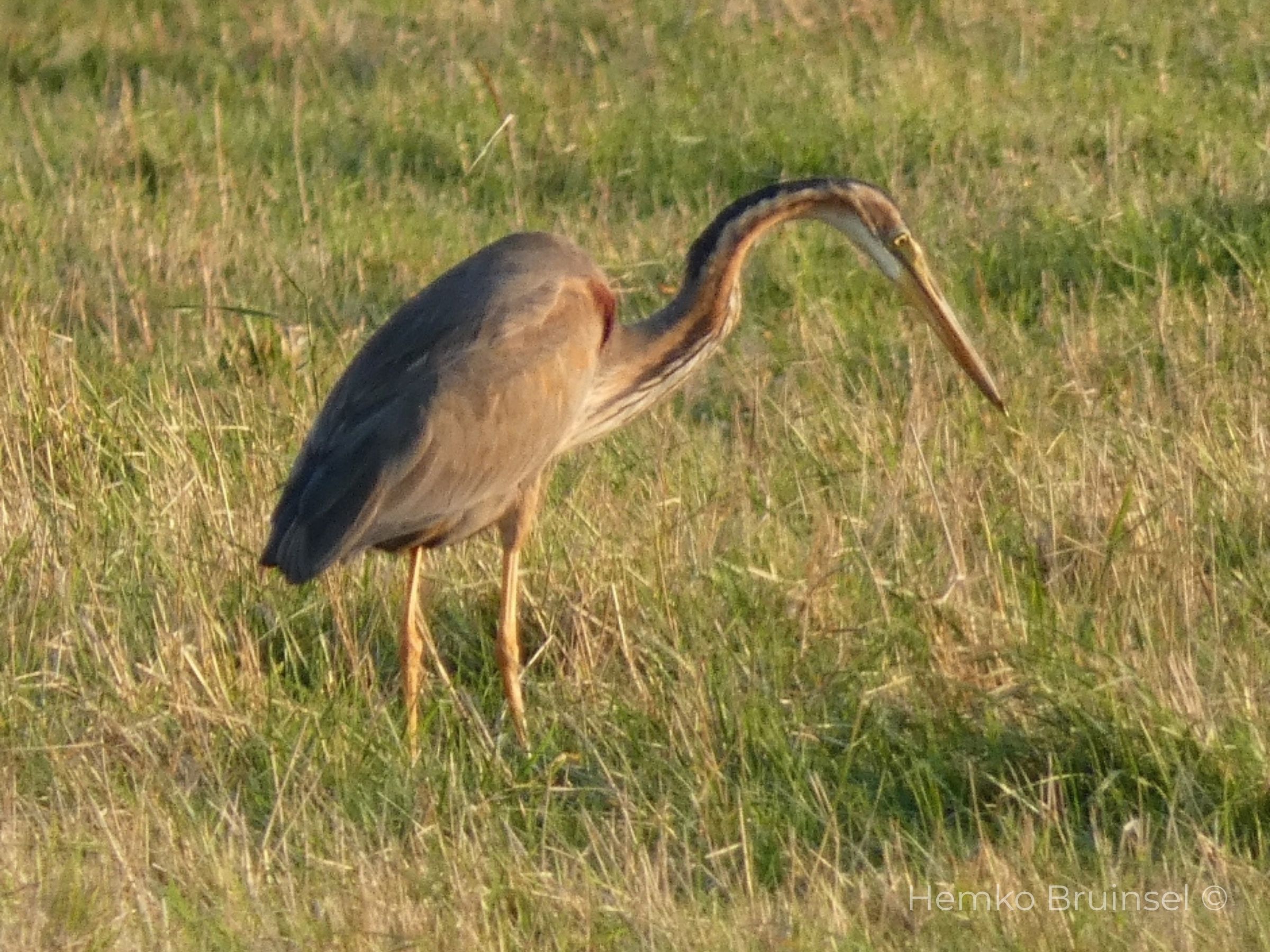 Héron pourpré (Purperreiger, Purple Heron) — Ardea purpurea — Machecoul, Loire-Atlantique, France