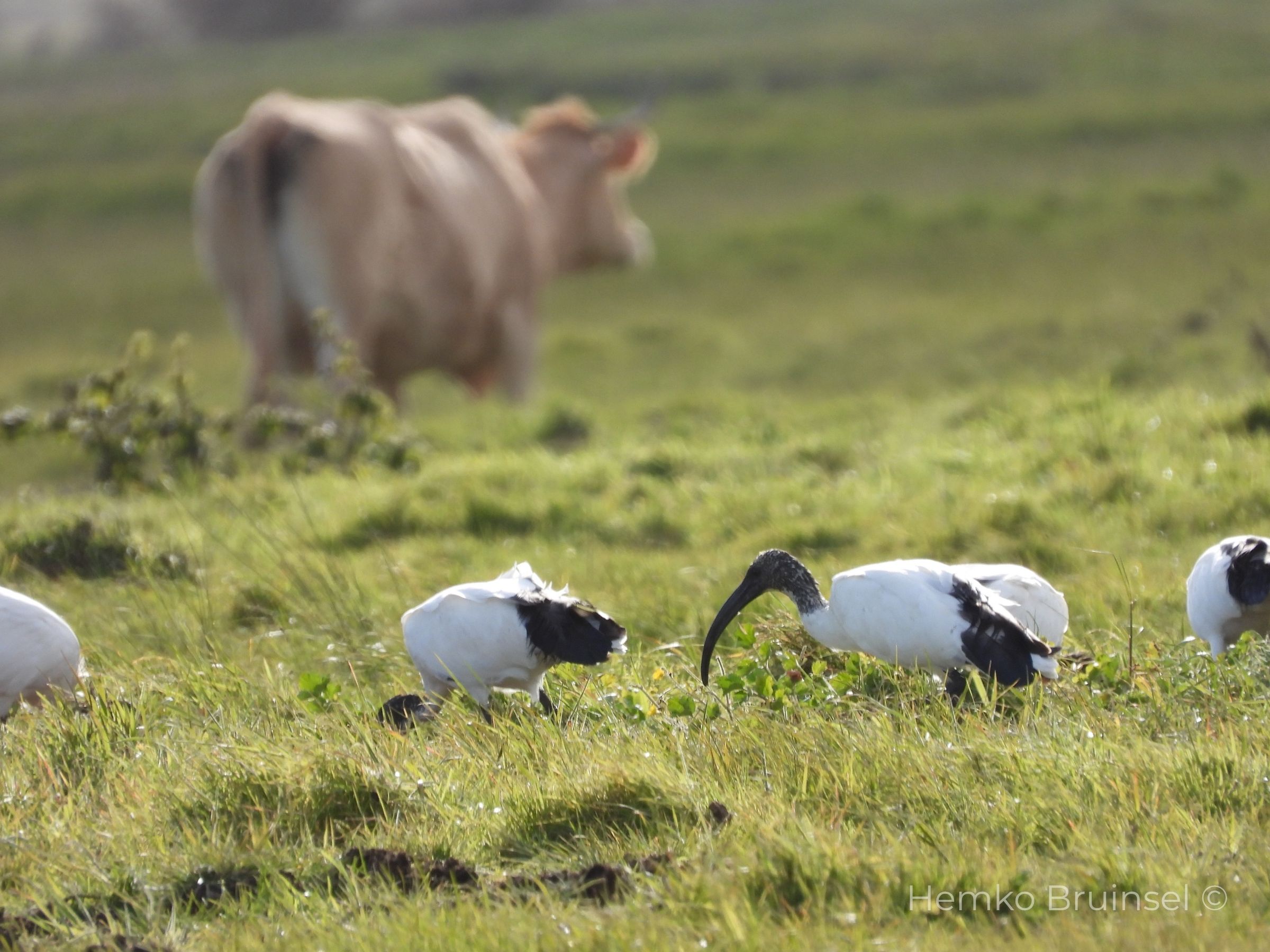 Ibis sacré (Heilige ibis, Sacred Ibis) — Threskiornis aethiopicus — Bouin, Vendée, France