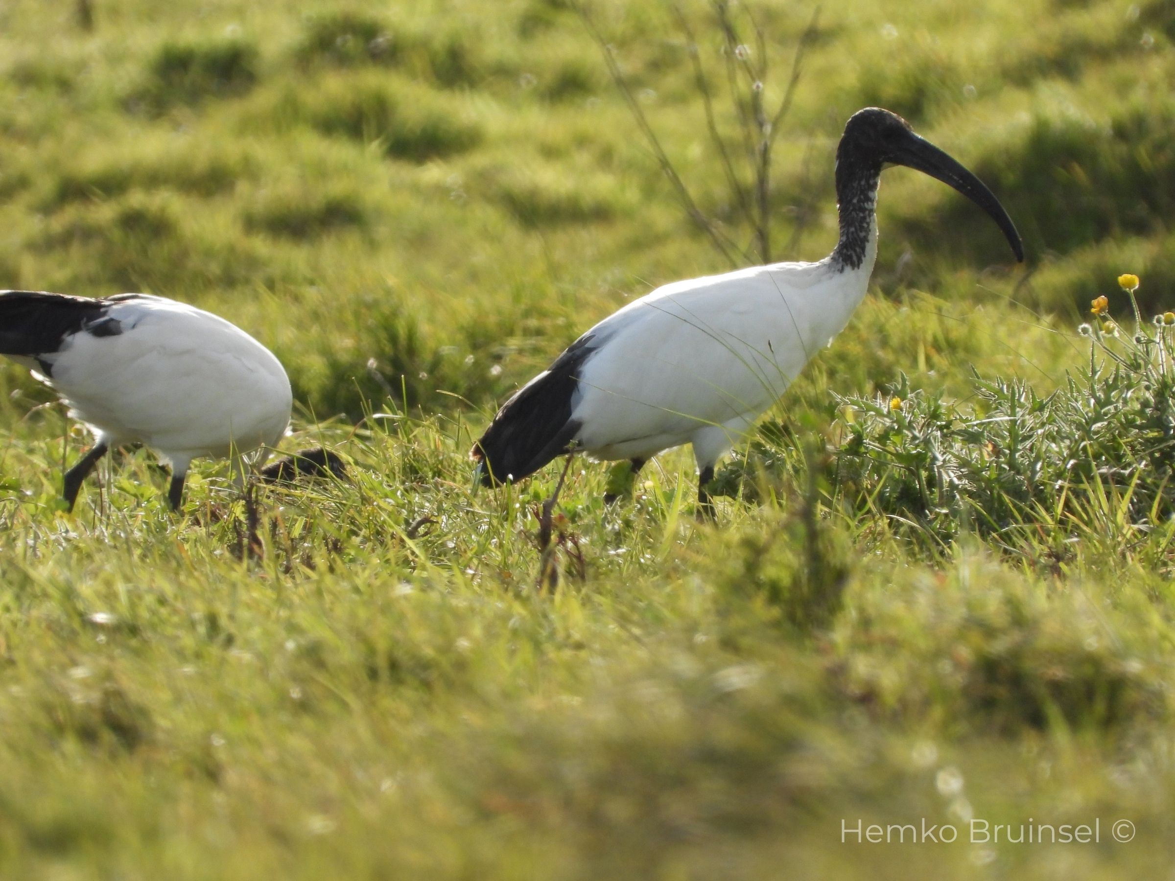 Ibis sacré (Heilige ibis, Sacred Ibis) — Threskiornis aethiopicus — Machecoul, Loire-Atlantique, France