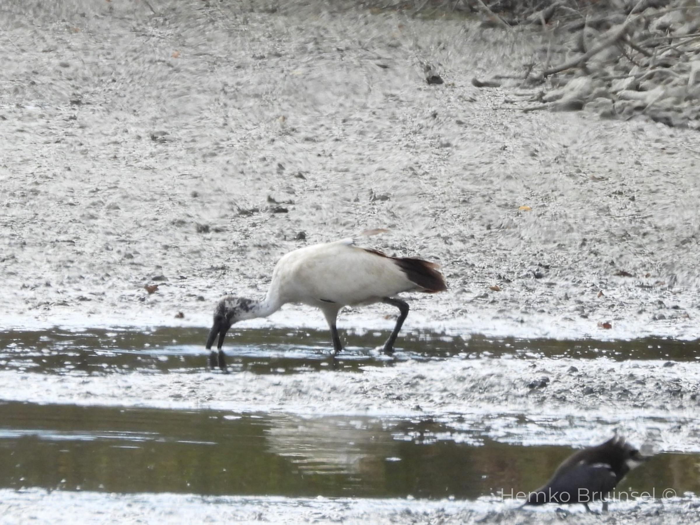 Ibis sacré (Heilige ibis, Sacred Ibis) — Threskiornis aethiopicus — Soullans, Vendée, France