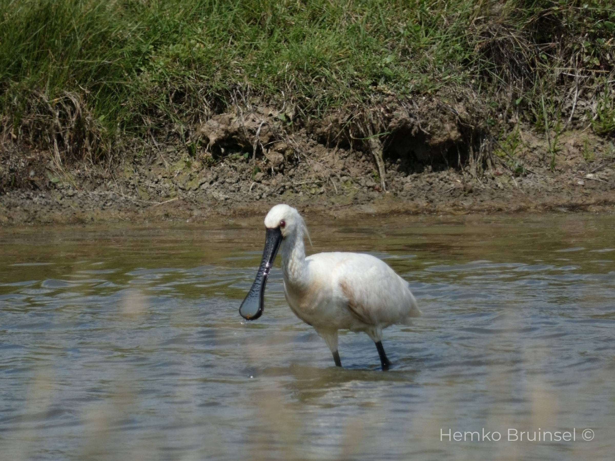 Spatule blanche (Lepelaar, Eurasian Spoonbill) — Platalea leucorodia — Beauvoir-Sur-Mer, Vendée, France